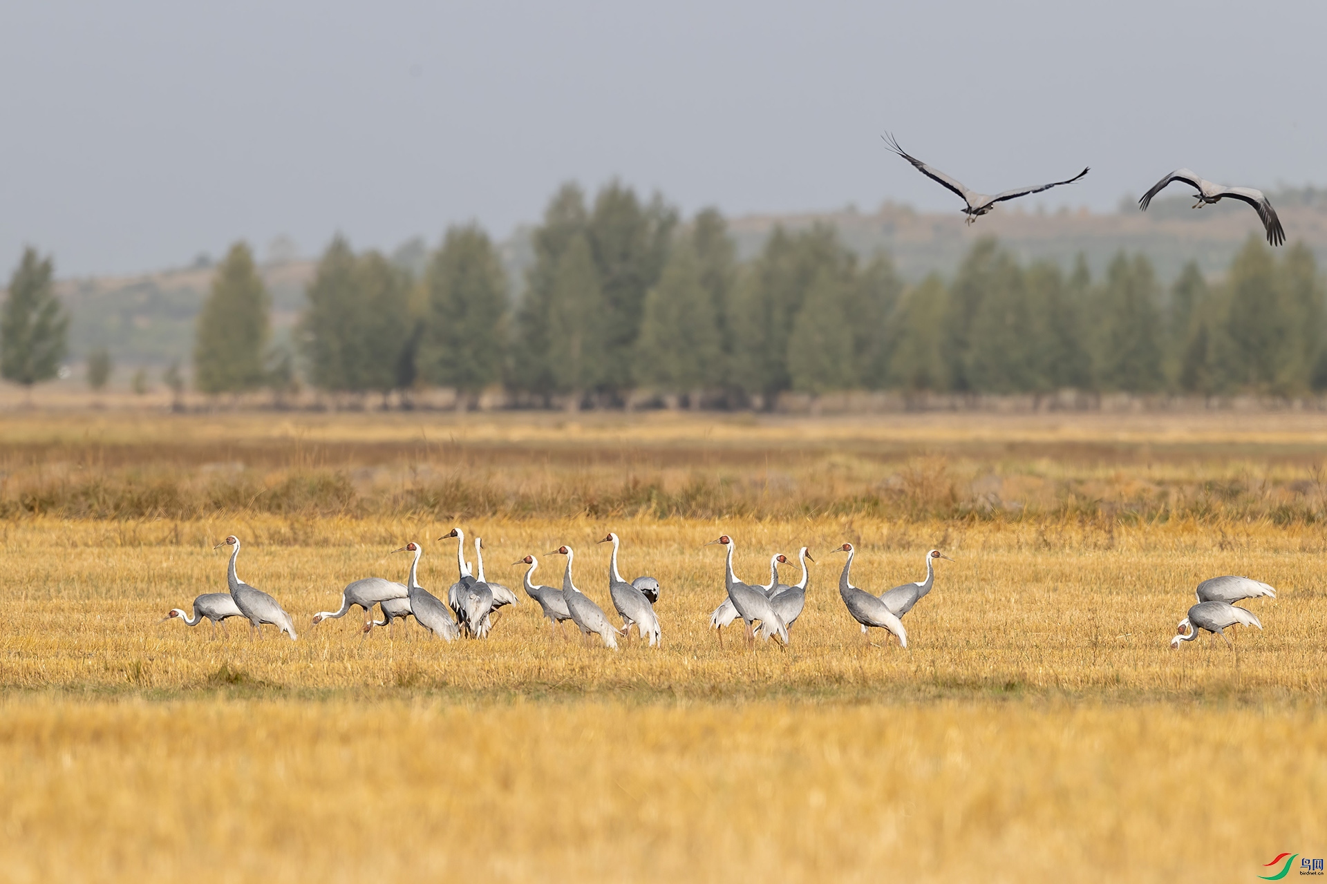 A86I6937-2.jpg