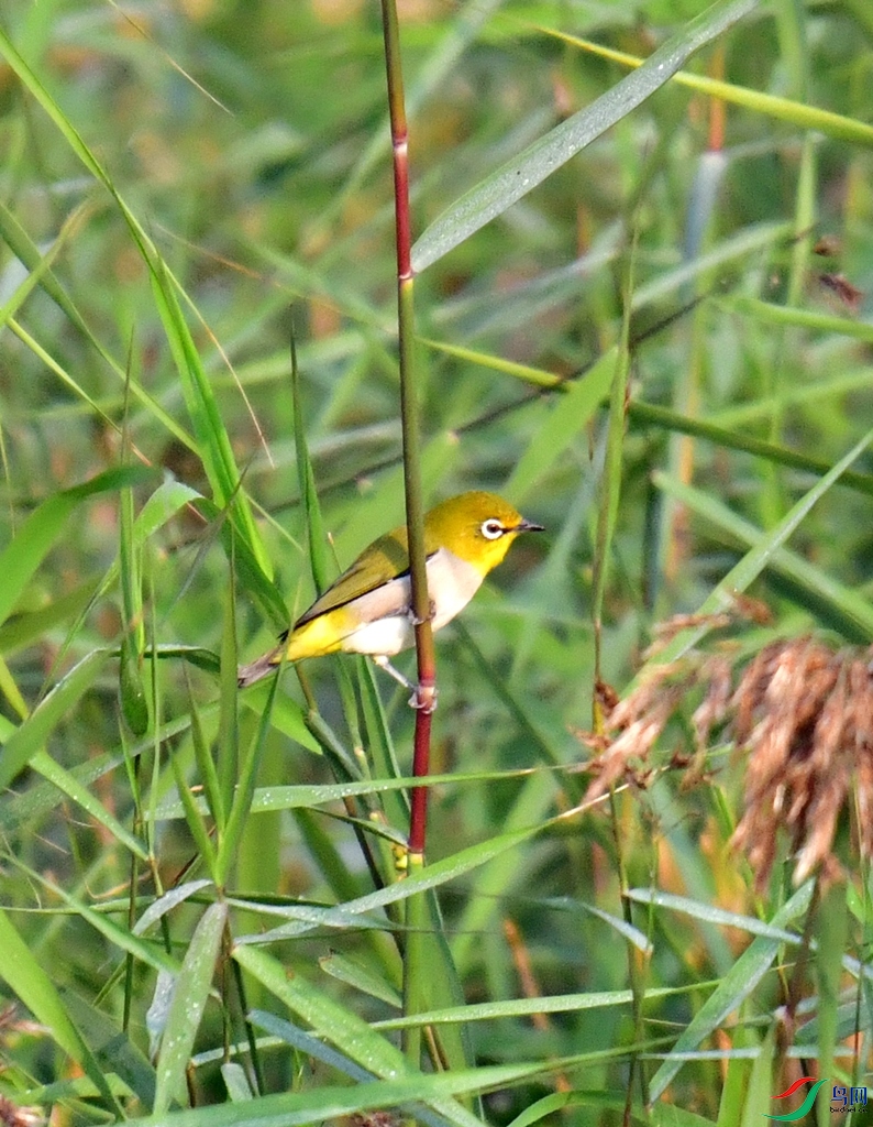 DSC_7649.JPG