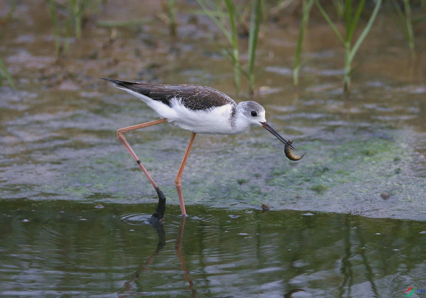 ������ 2.jpg