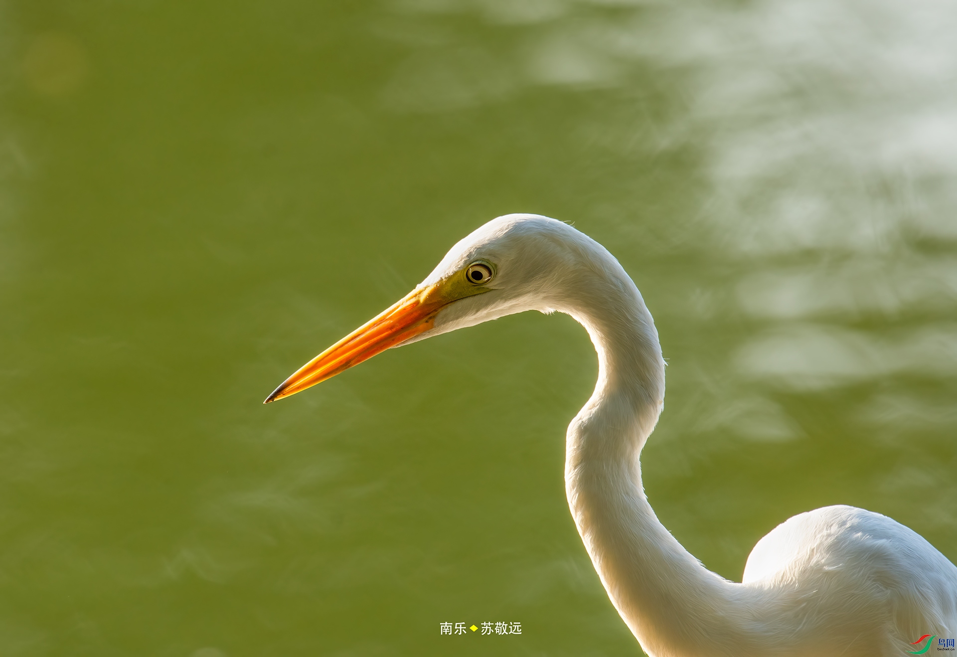 _DSC9518С.jpg