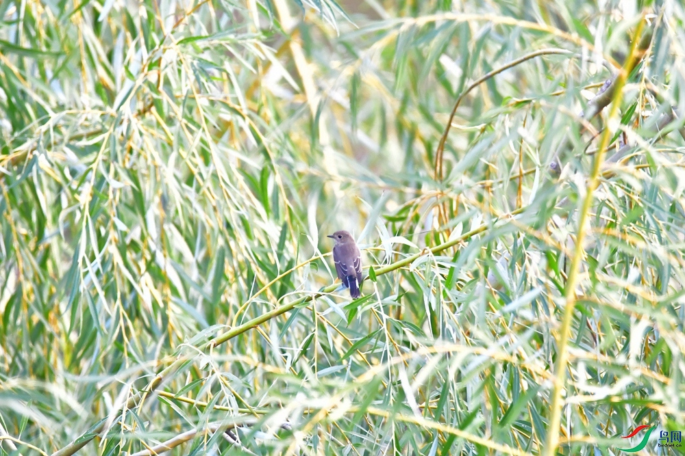 DSC_3667_����.jpg