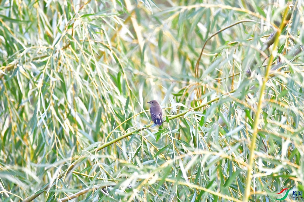 DSC_3666_����.jpg