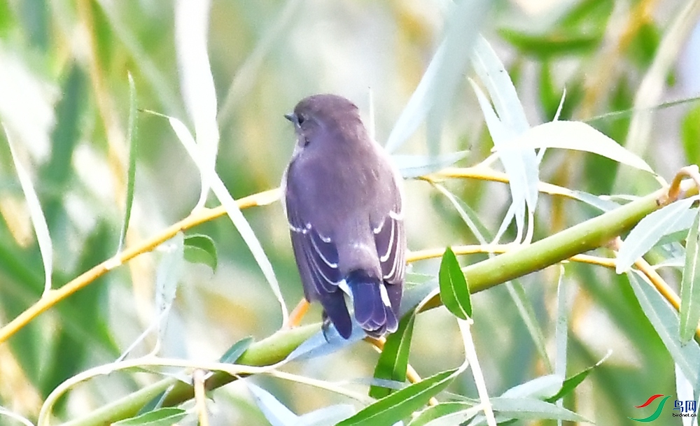 DSC_3669_����.jpg
