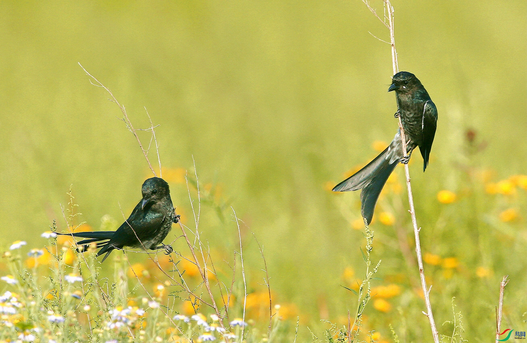 �ھ�β 4_����.jpg