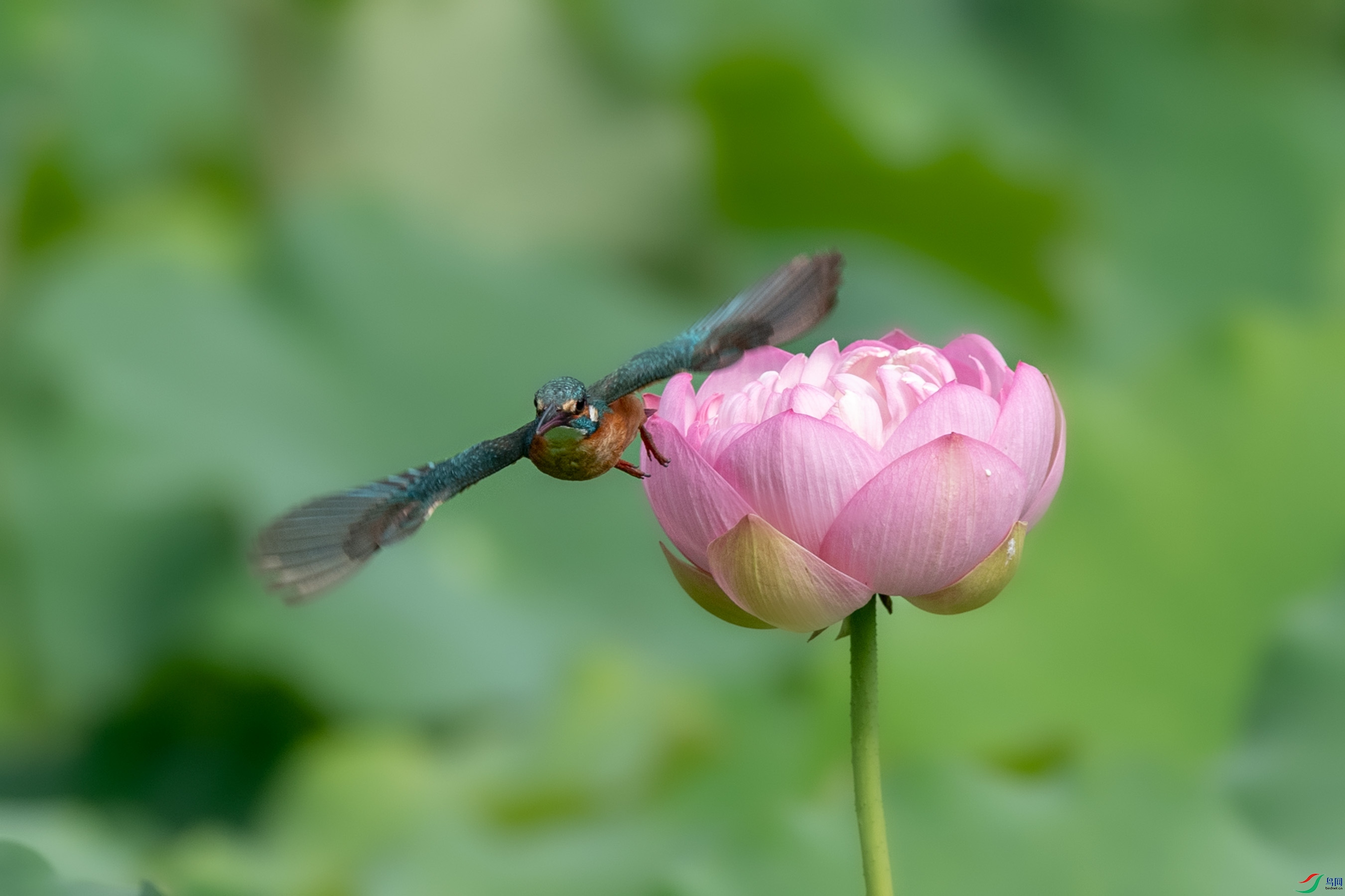 AAE_1160.jpg