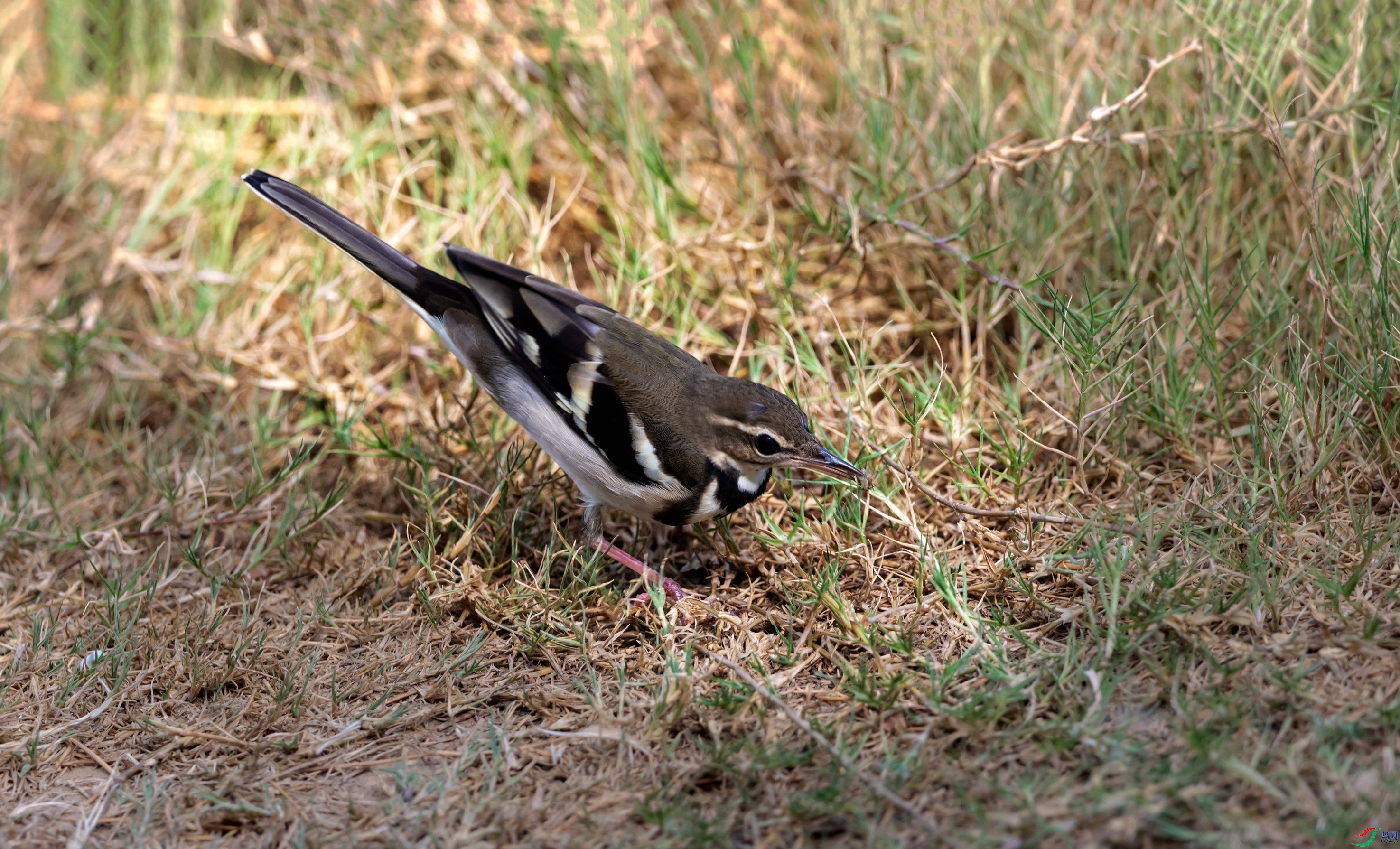 DSC_6142_����.jpg