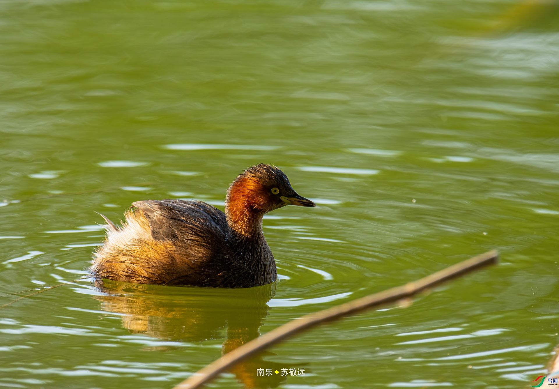_DSC9499С.jpg