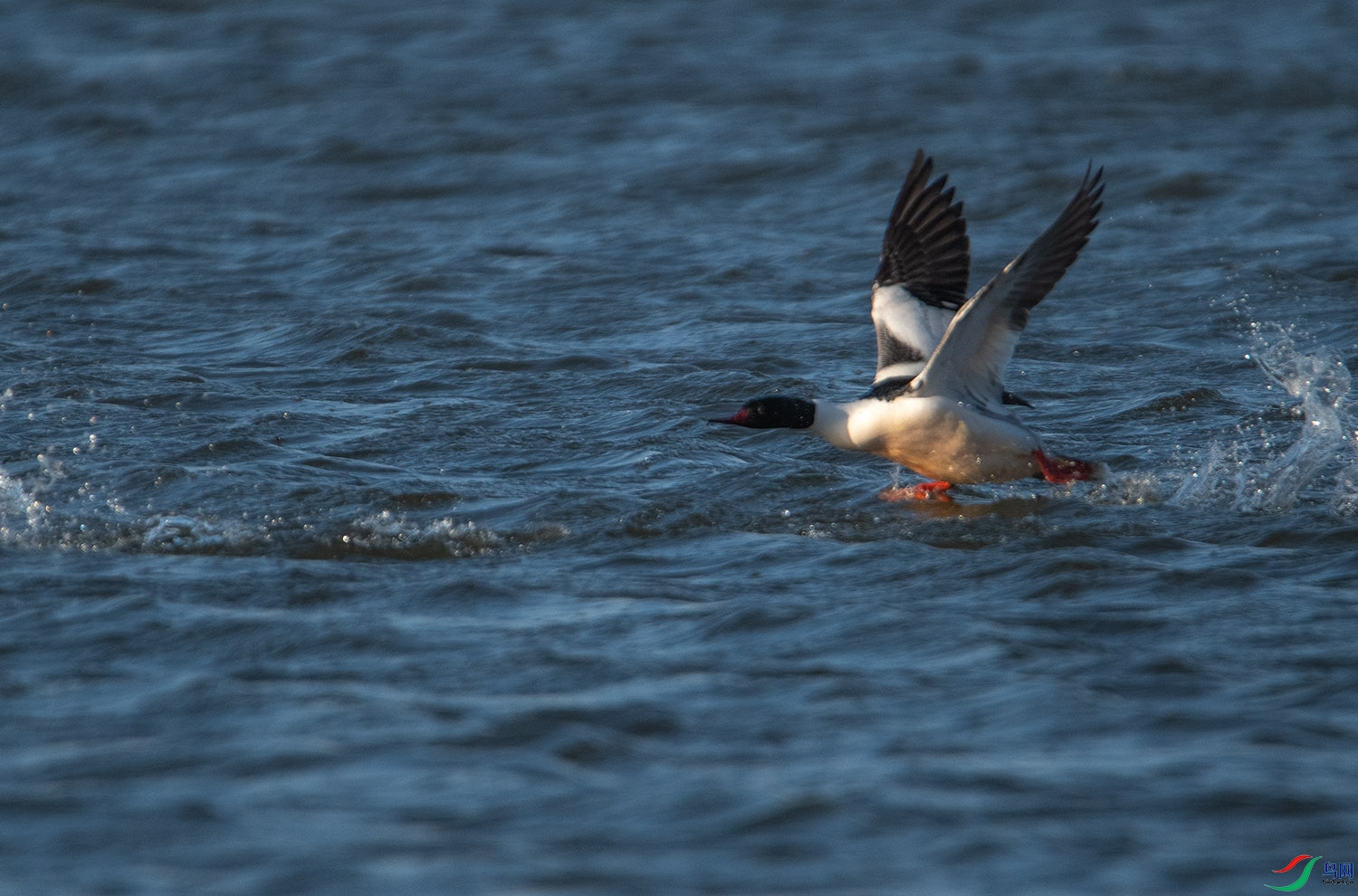 DSC_7525-3 (73).jpg