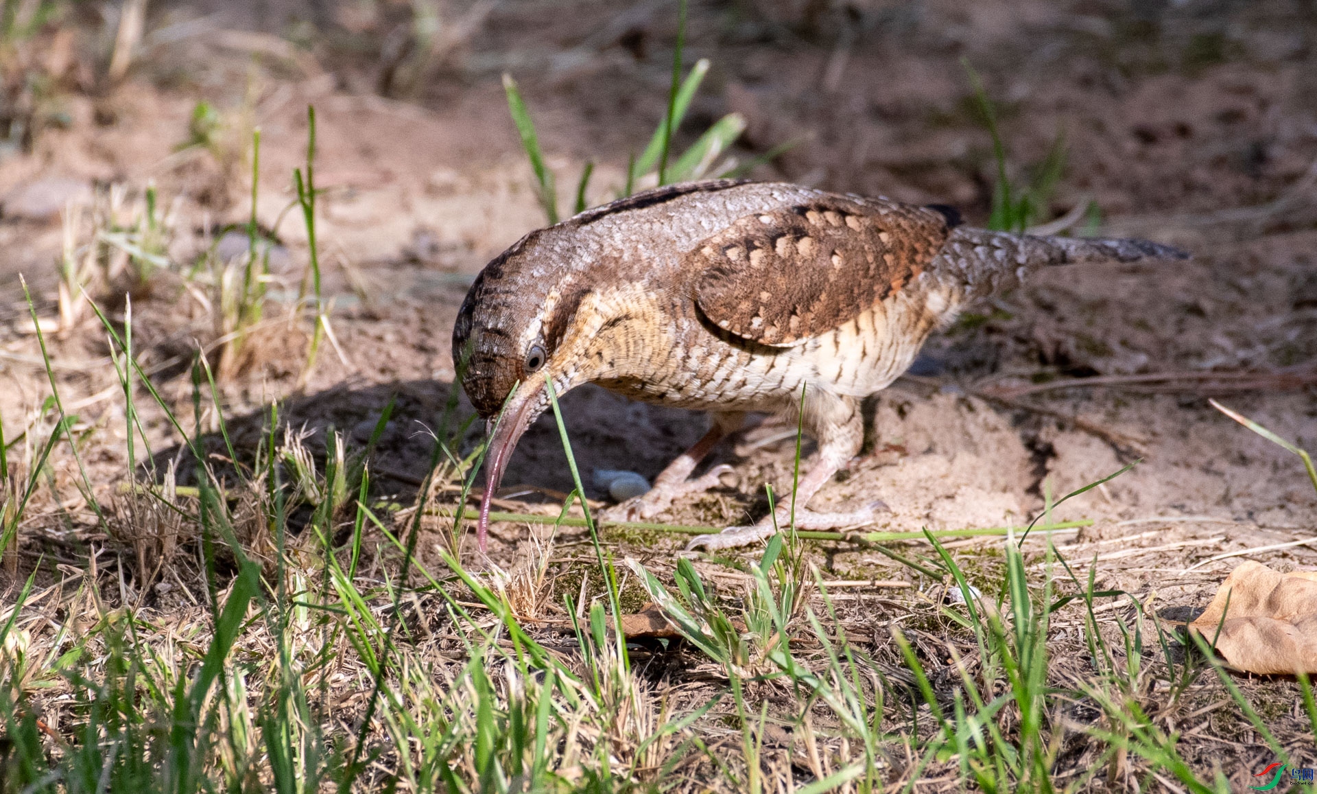 DSC_5309.jpg