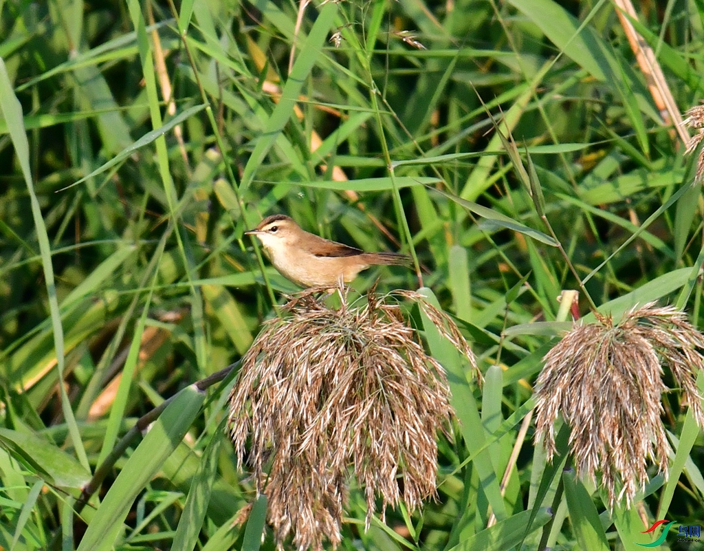 DSC_7785.JPG