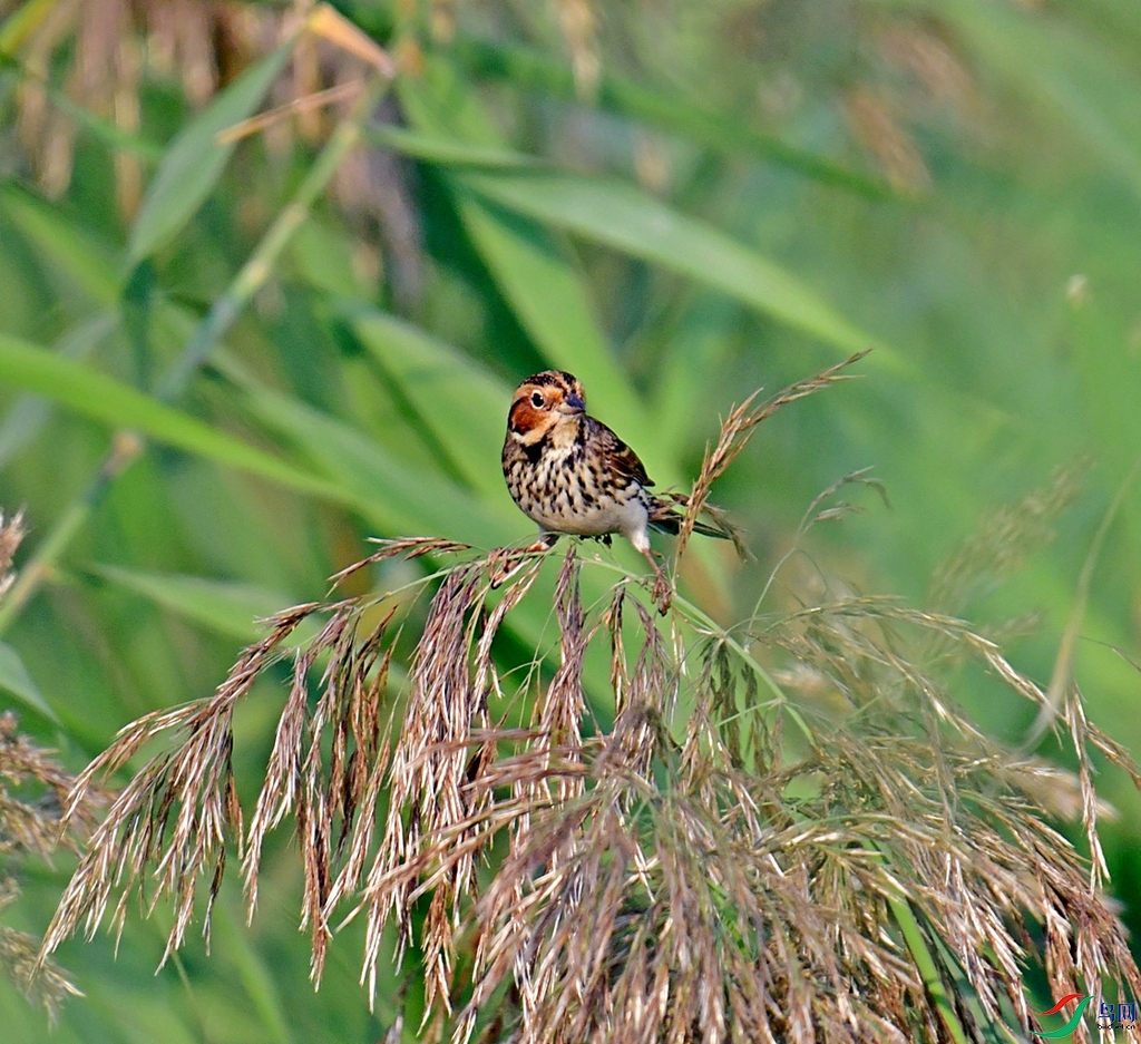 DSC_7805.JPG