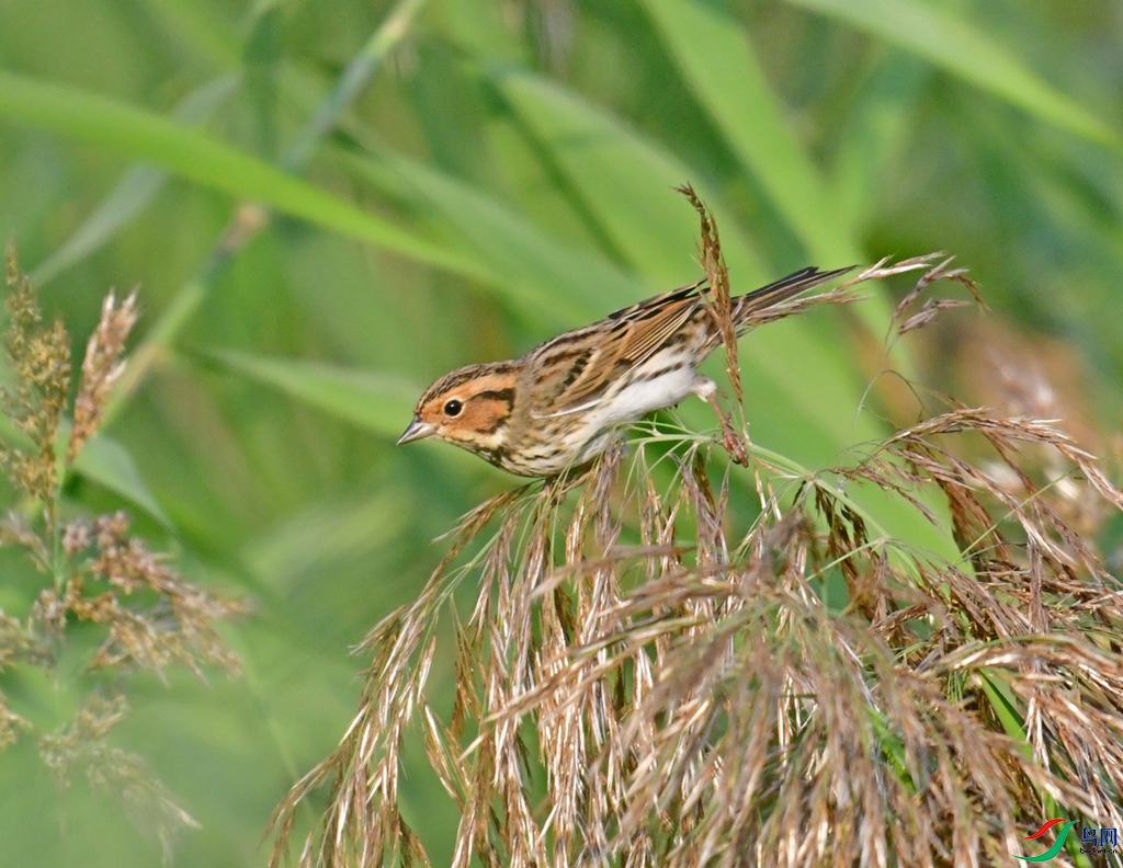 DSC_7809.JPG