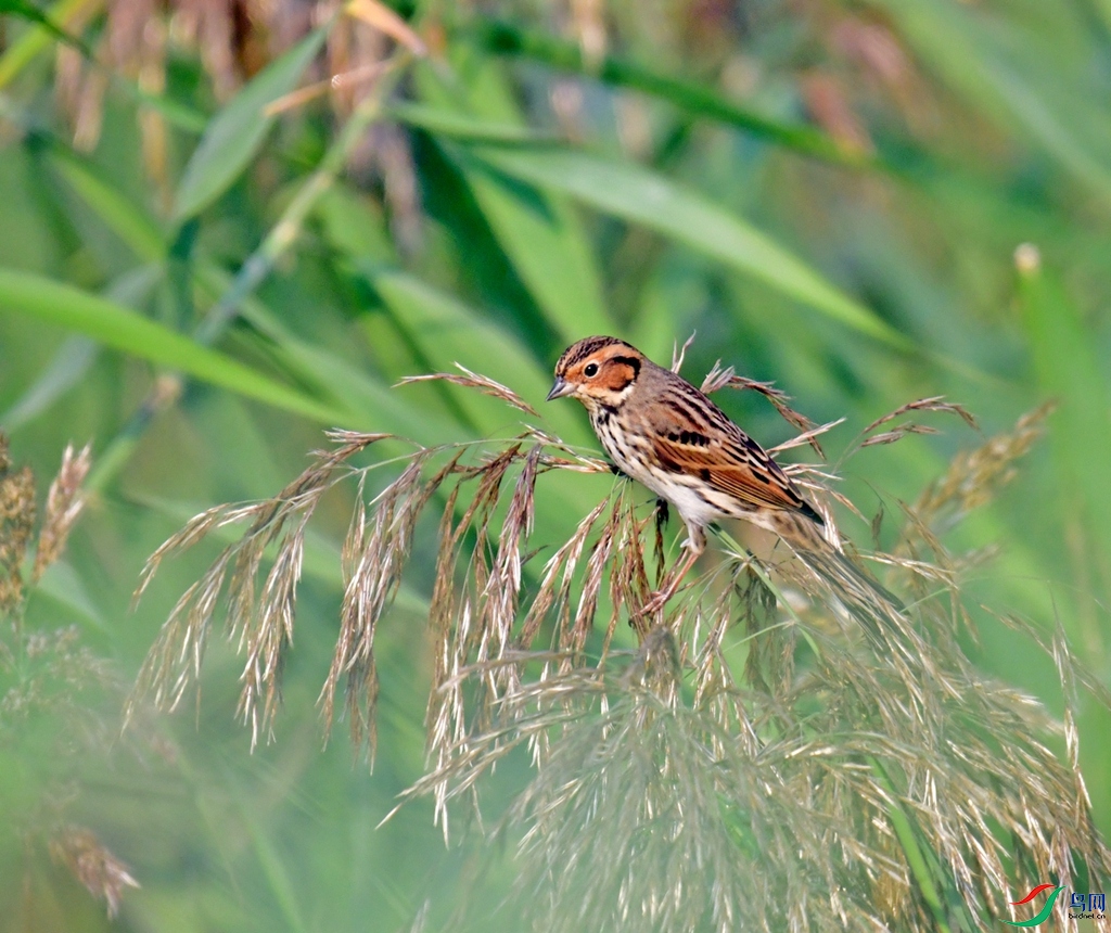 DSC_7802.JPG
