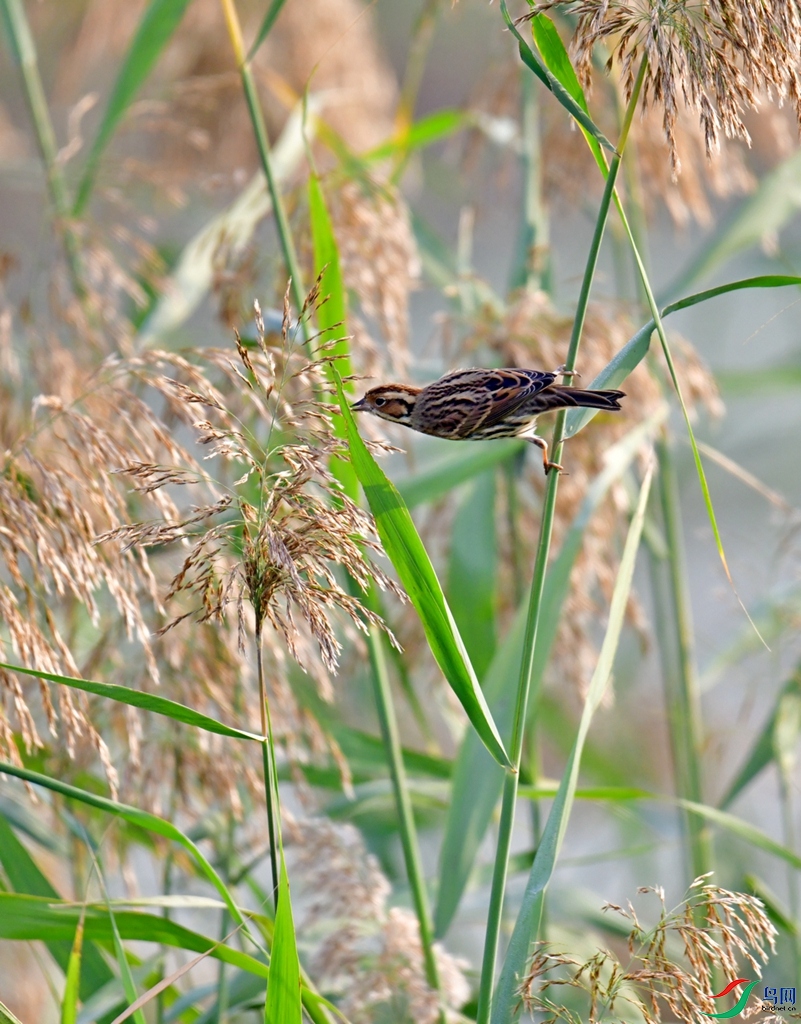 DSC_7710.JPG