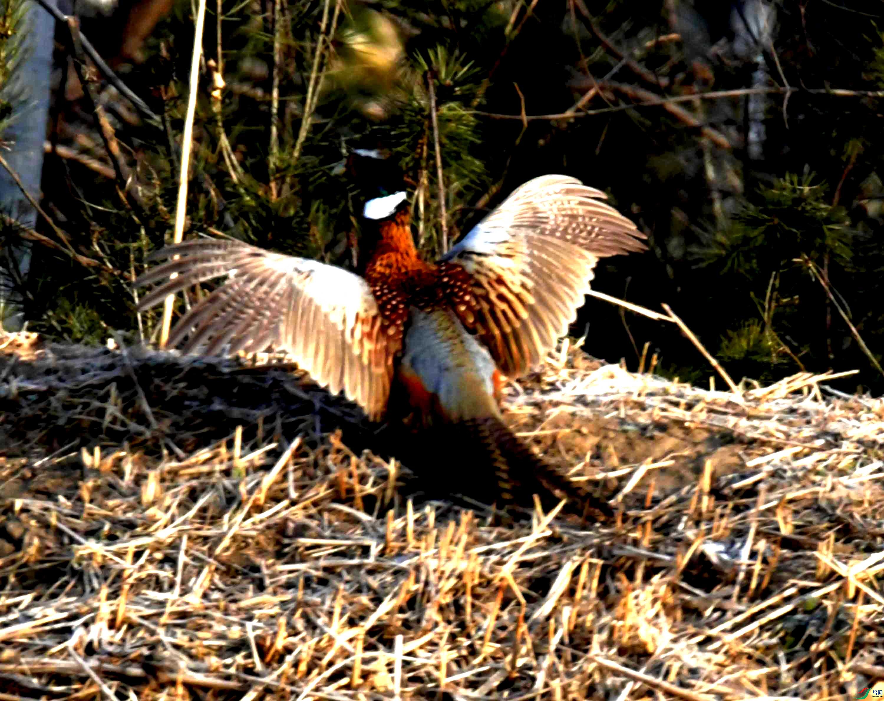 DSC_9977.JPG