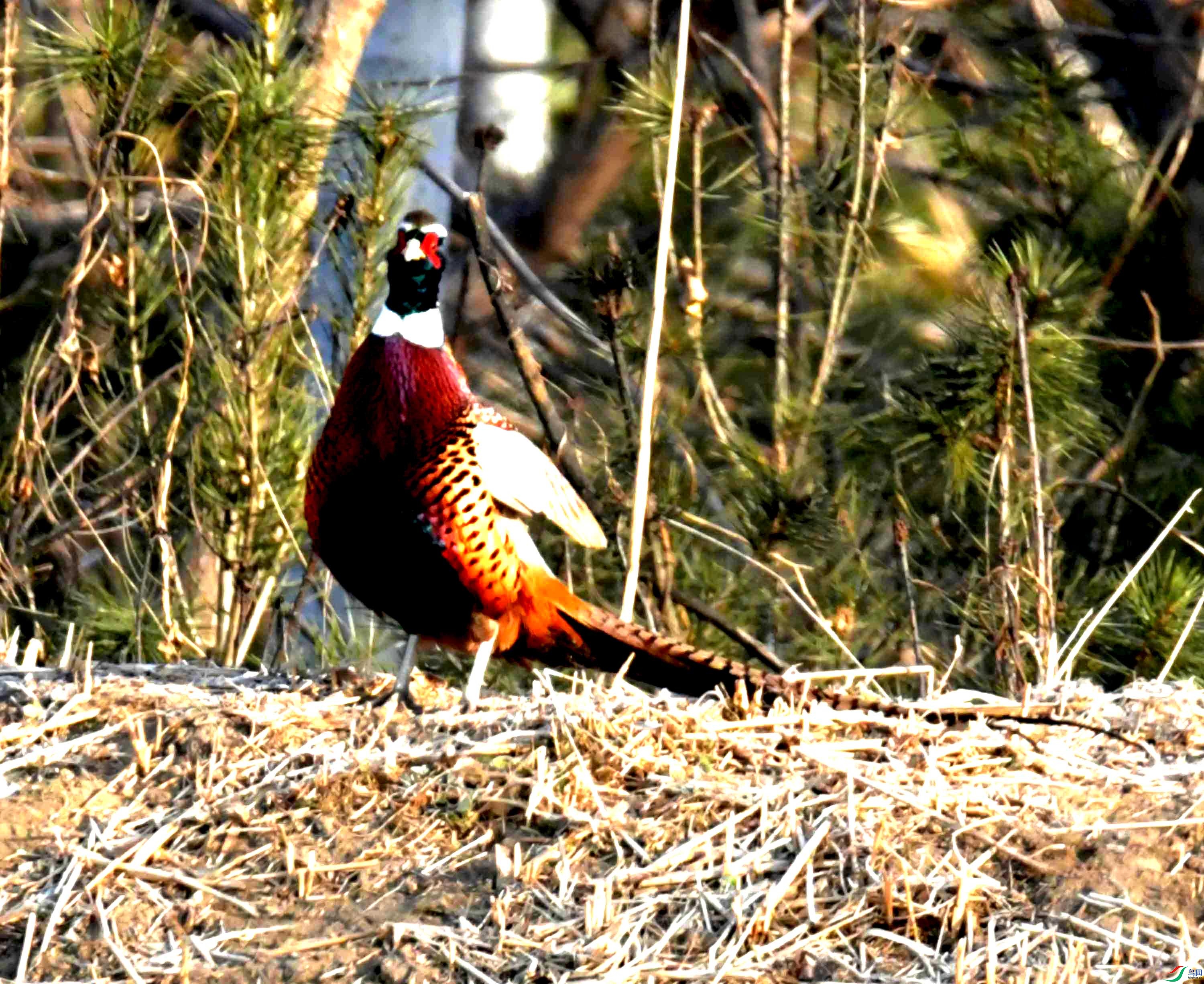 DSC_9982.JPG