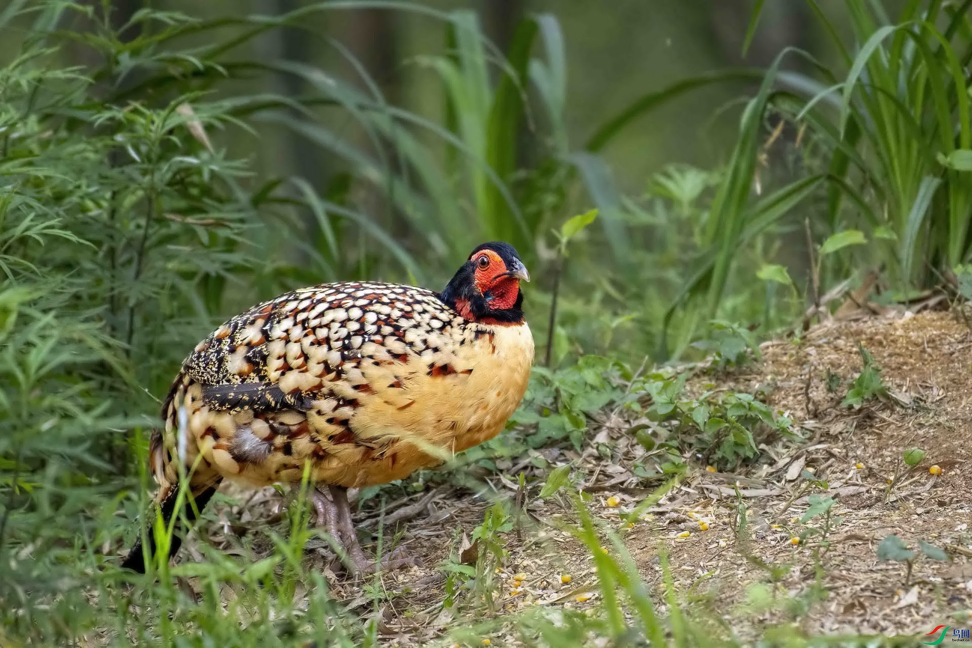 ����������Ϫ���ƴ�