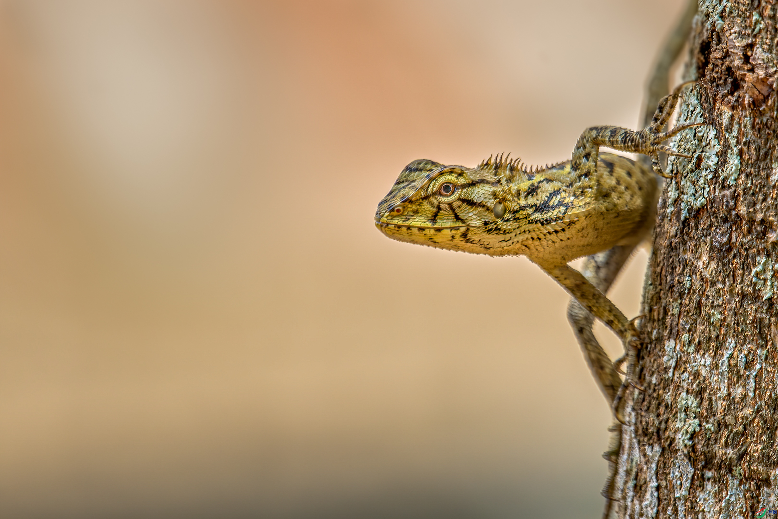 DSC_6653_1.jpg