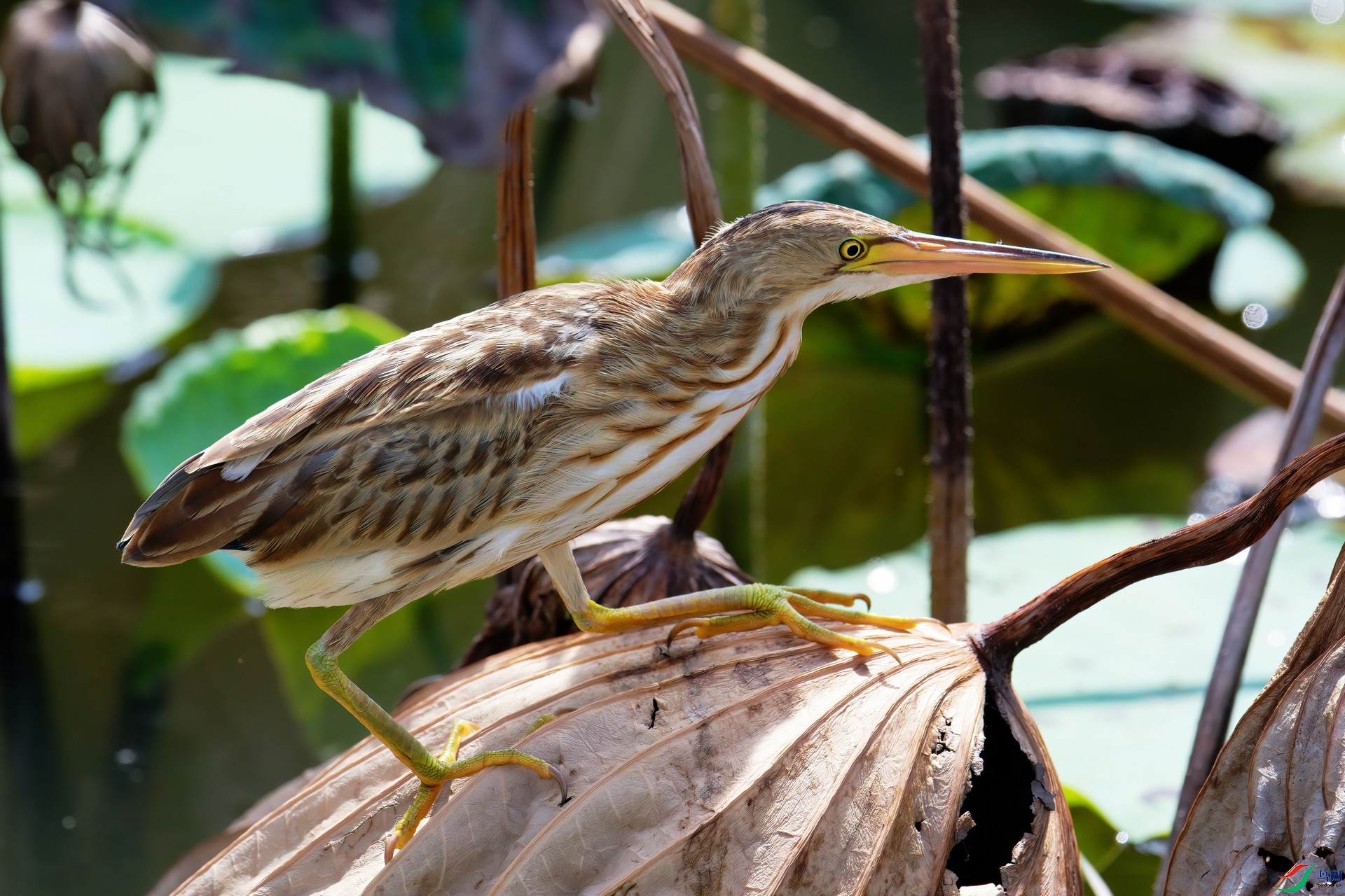 DSC_5817aa.jpg