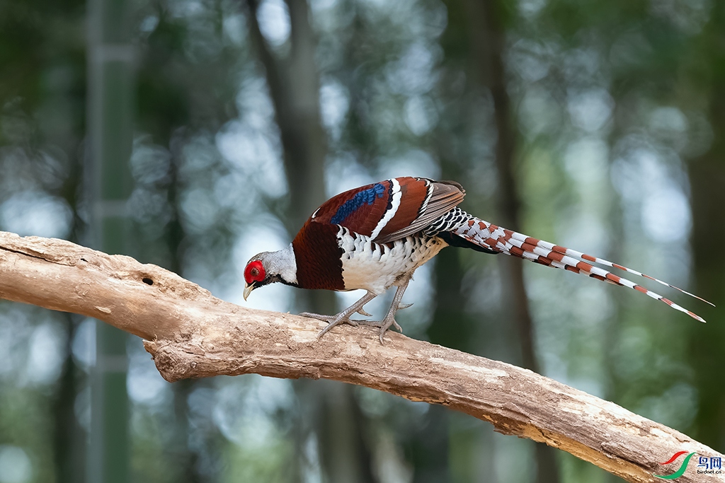 DSC_9700_DxOa.jpg