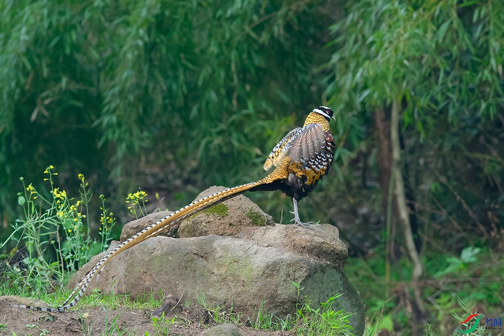 DSC_9833_DxOa.jpg
