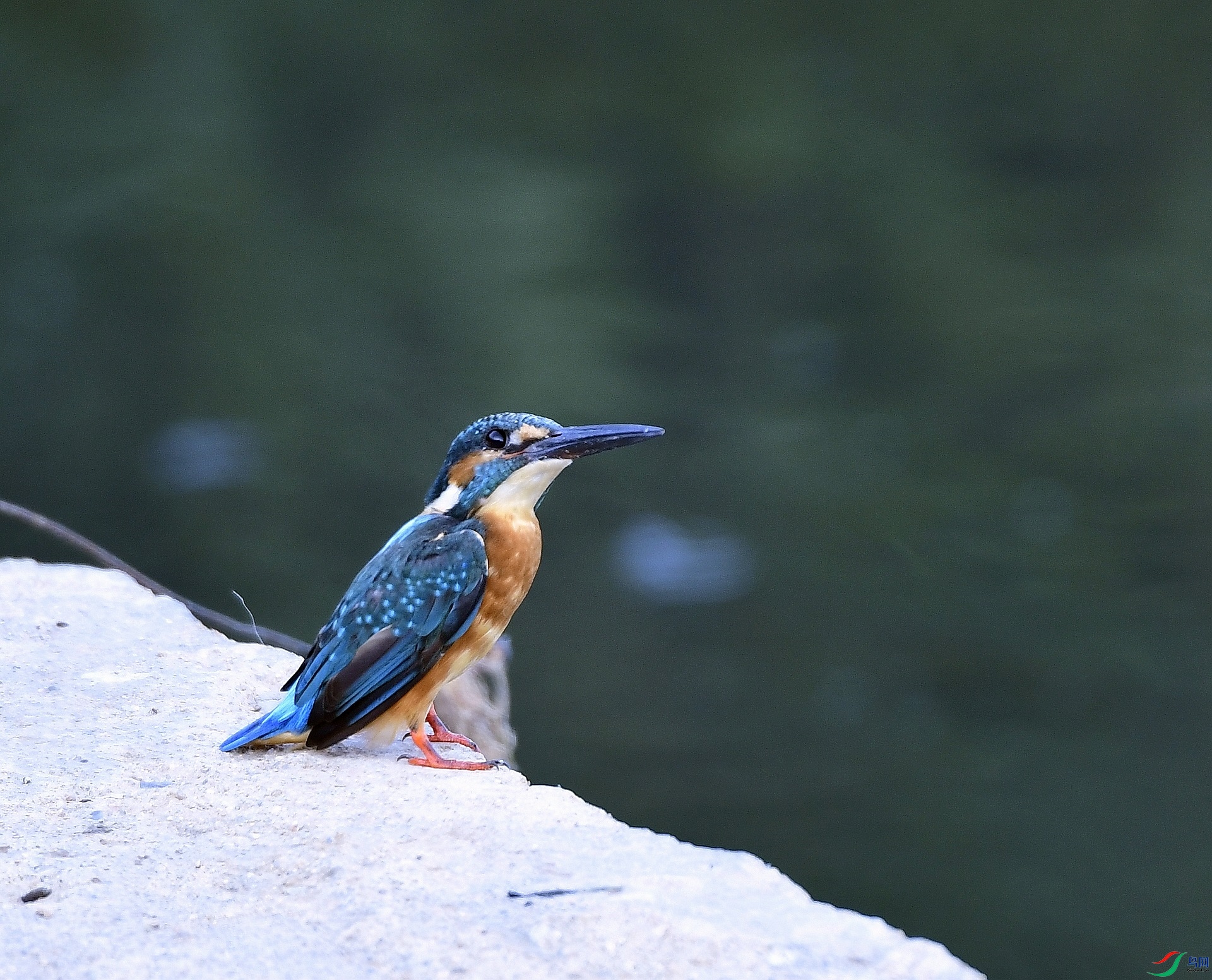 _D5D1088.jpg