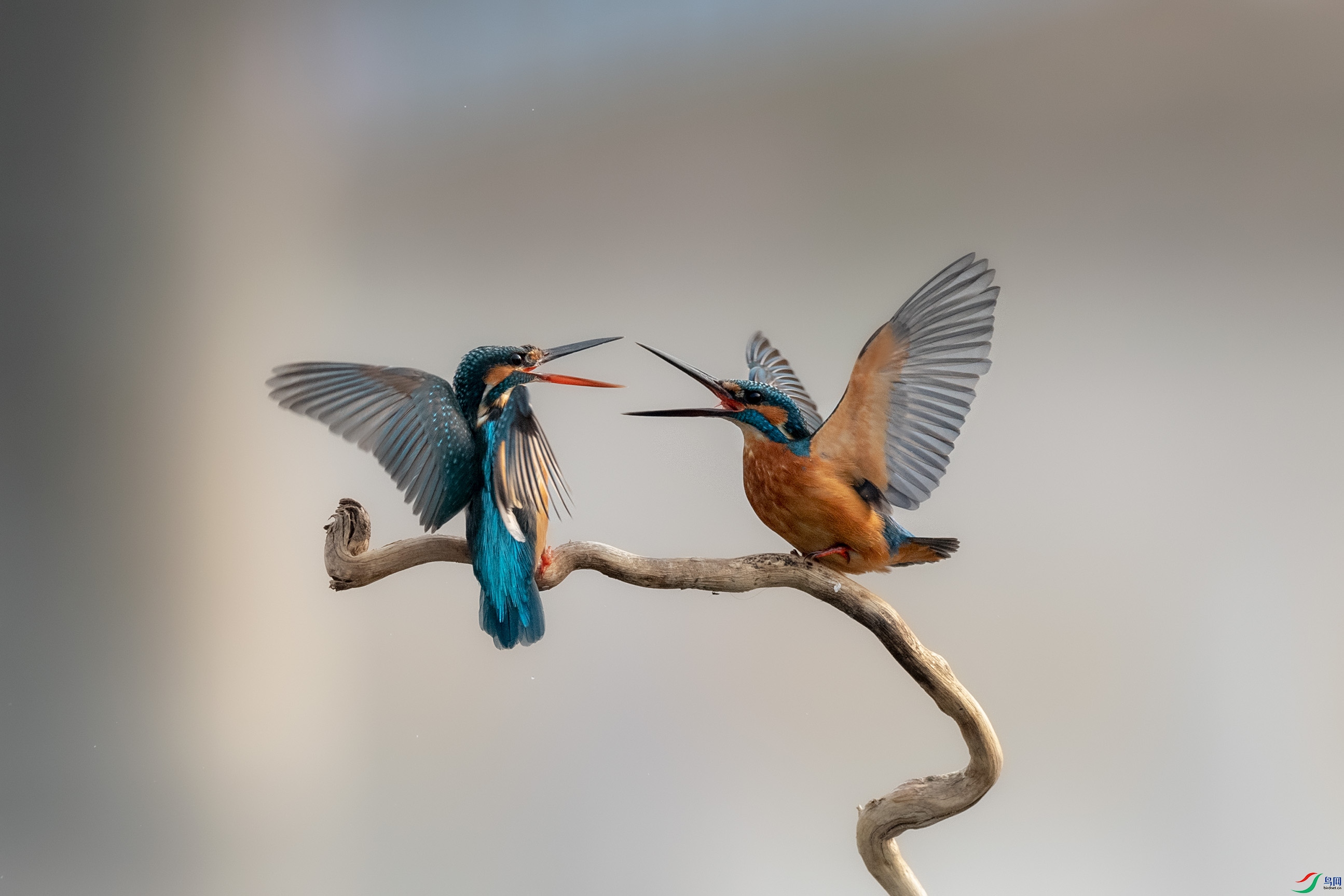DSC_3078.jpg