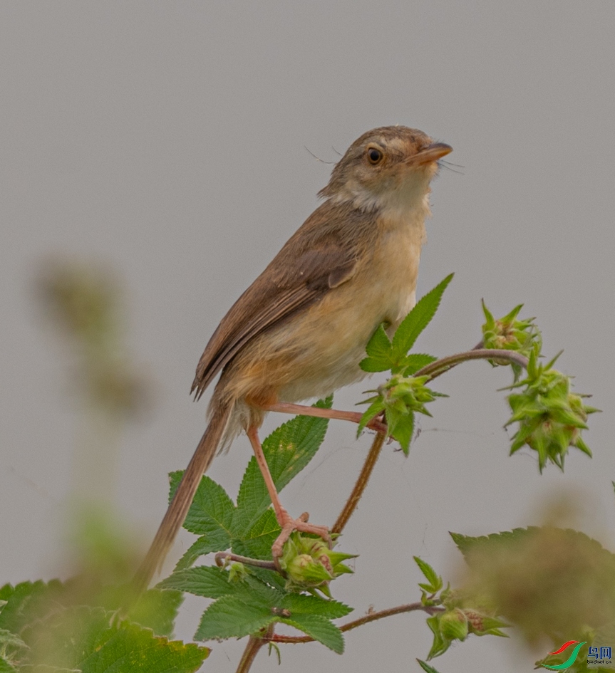 DSC_7482-2.jpg