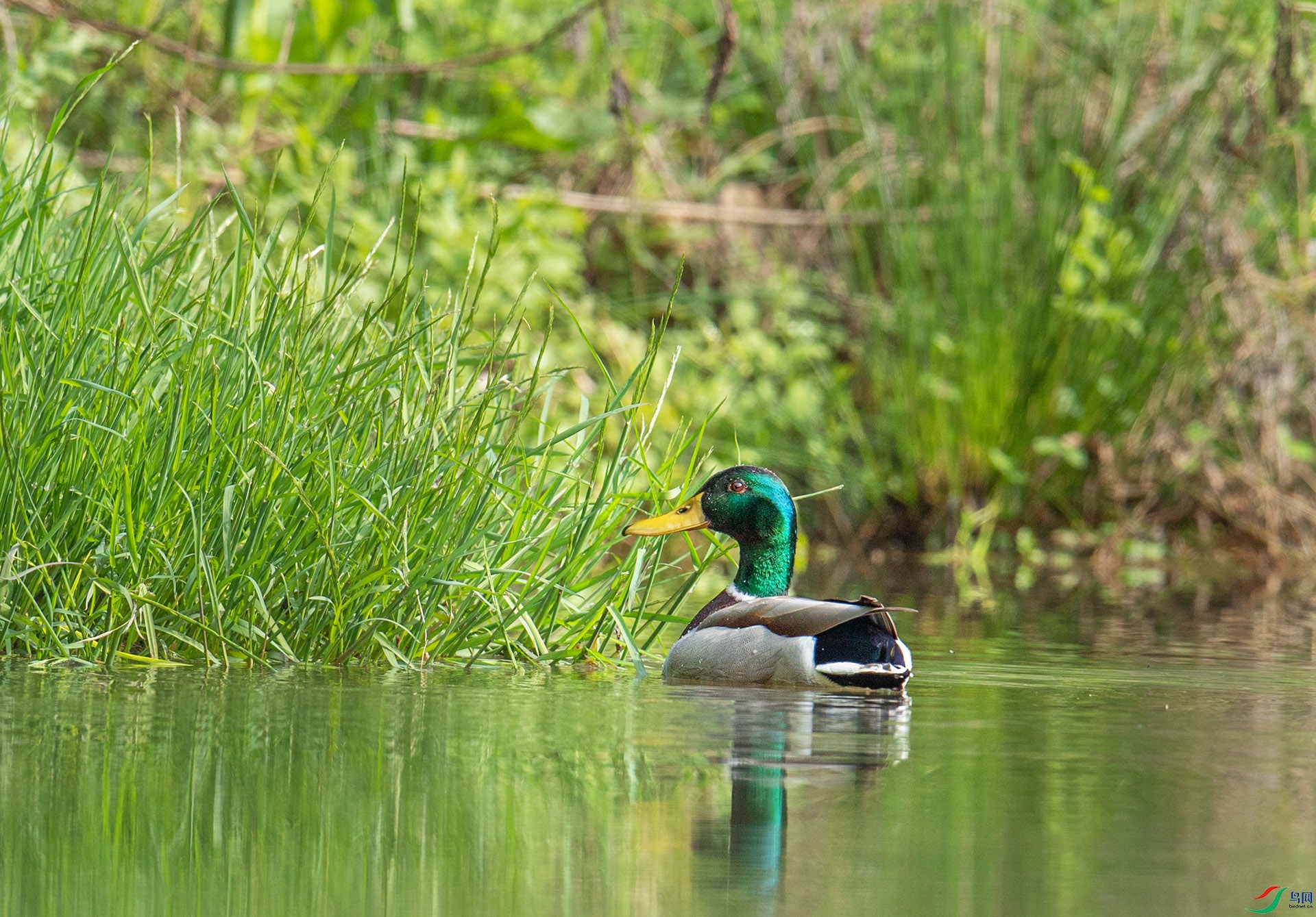 DSC_7972 ����.jpg