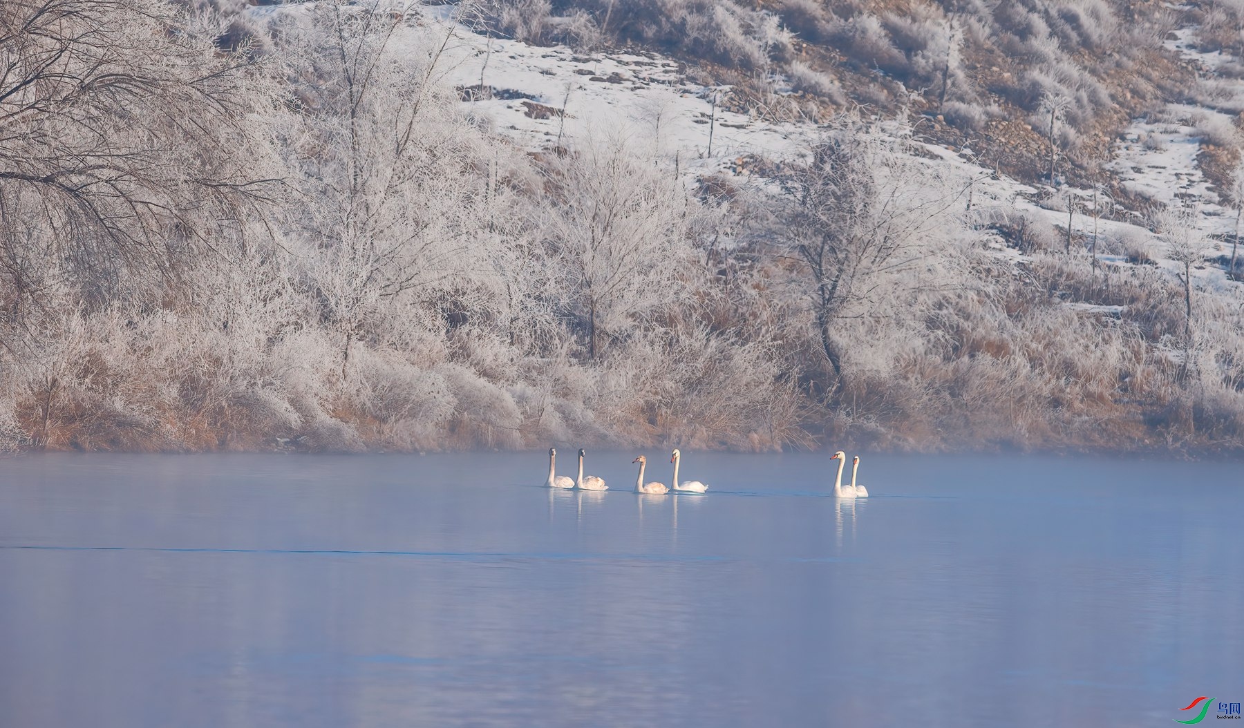 DSC_3641-DeNoiseAI-clear_����.jpg