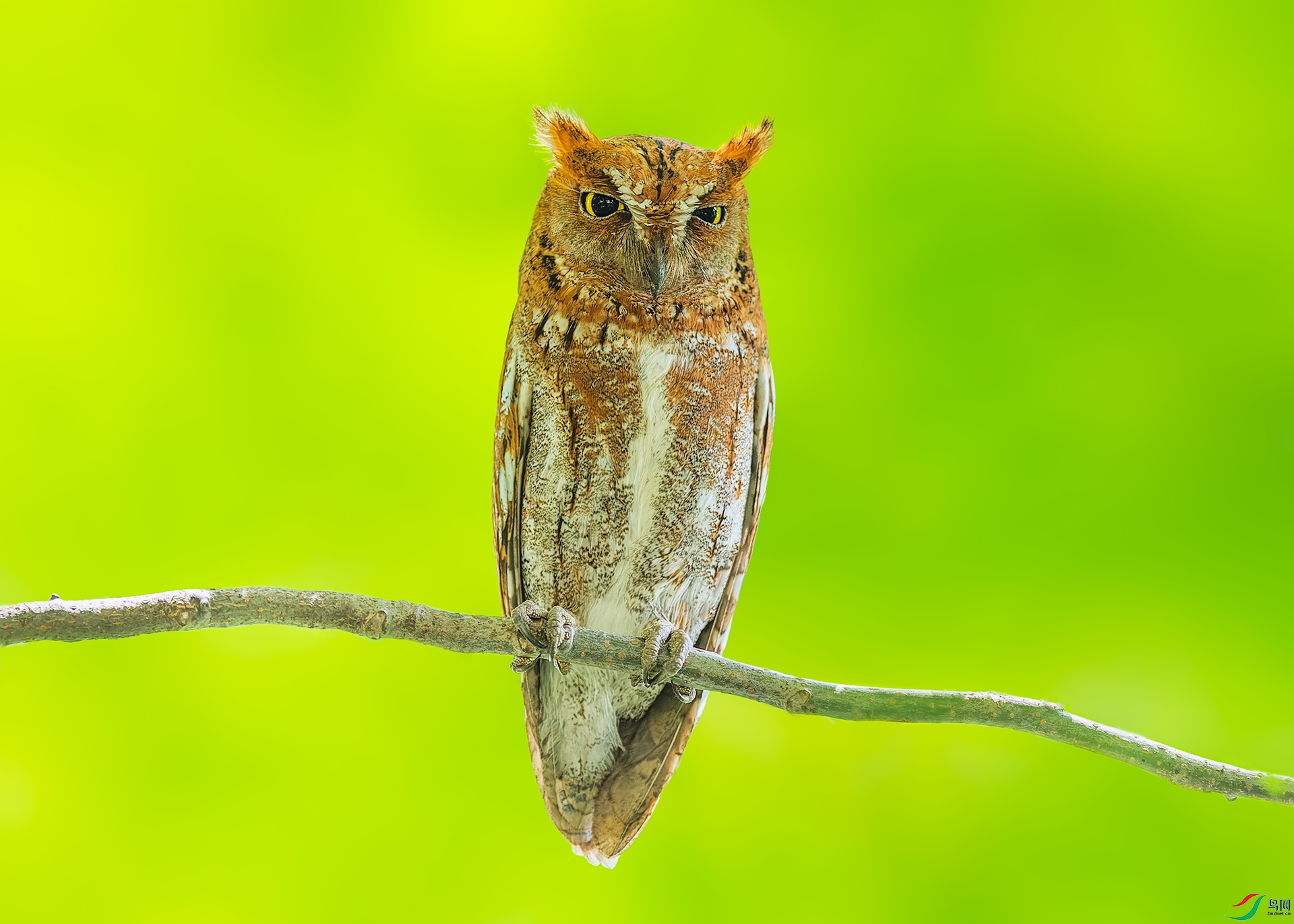_DSC6727-NEF_DxO_DeepPRIME.jpg