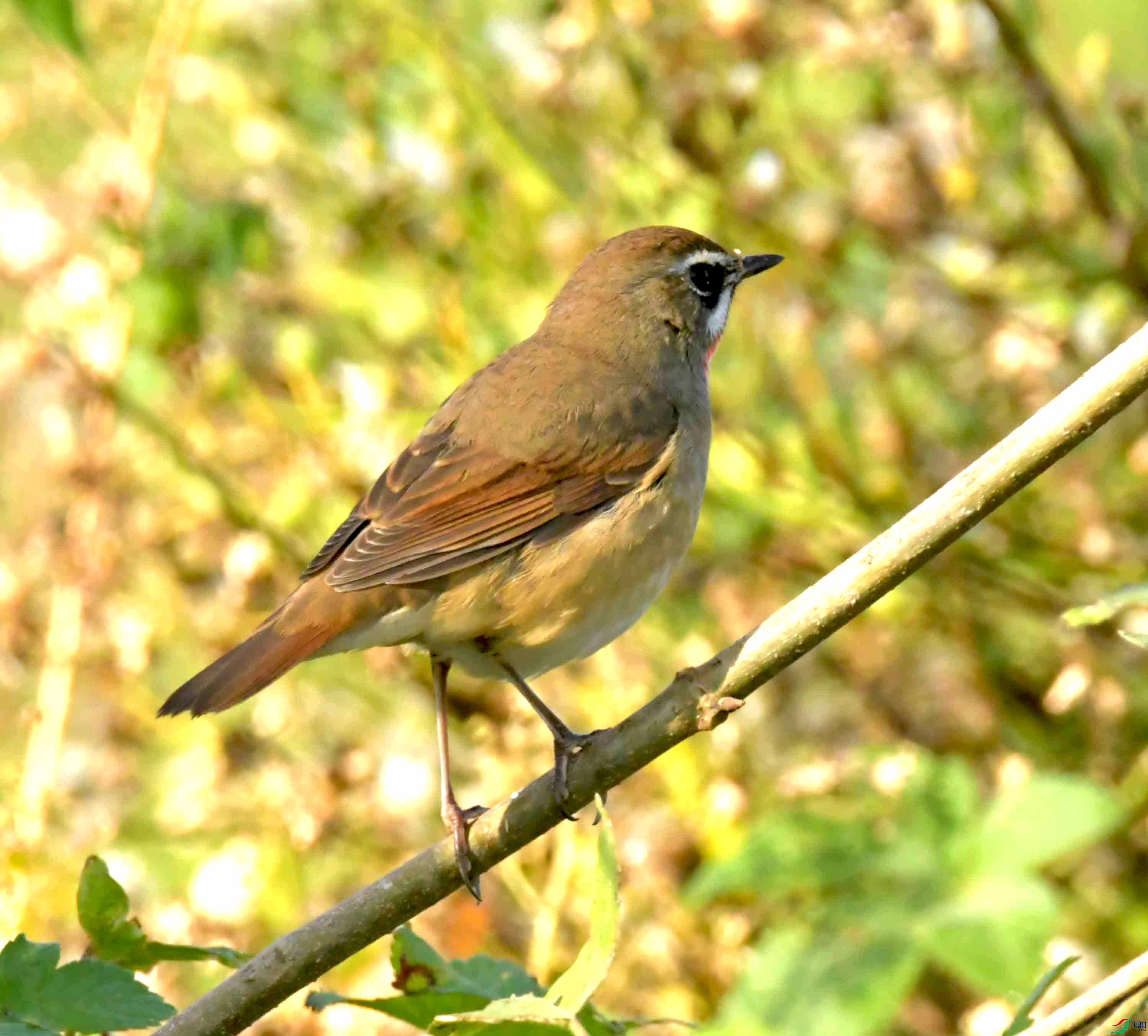 DSC_0952.JPG
