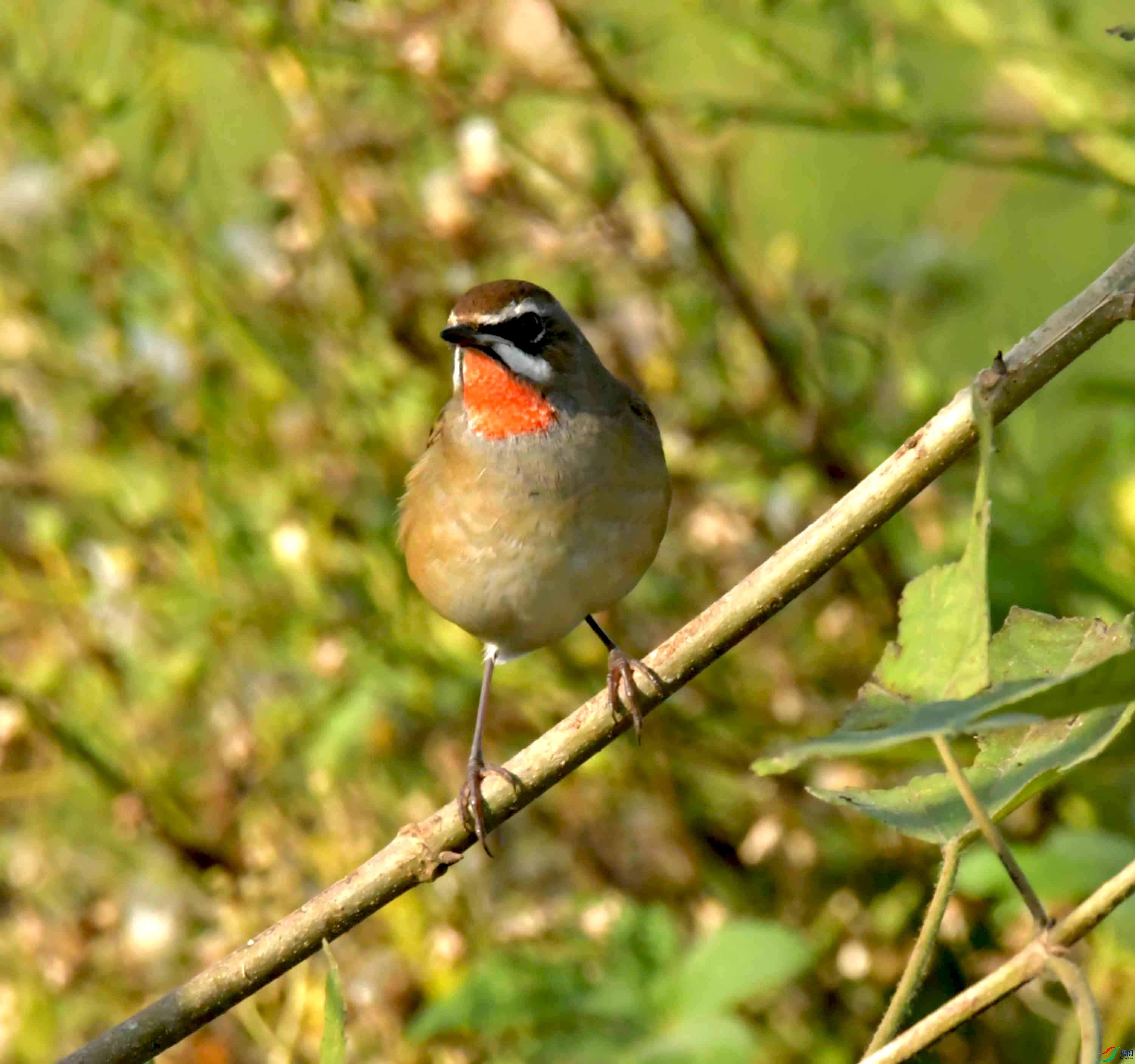 DSC_0975.JPG