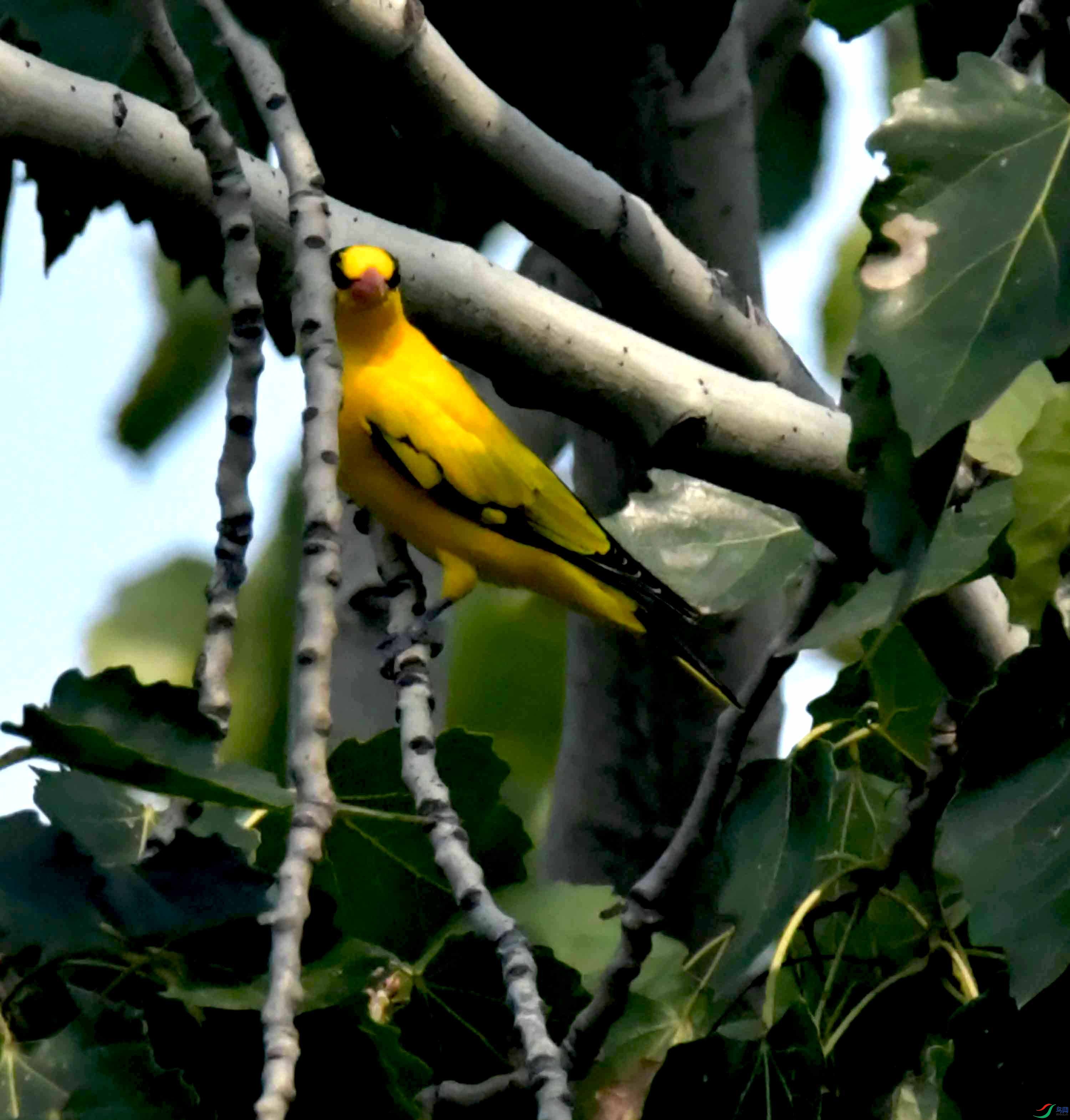 DSC_6484.JPG