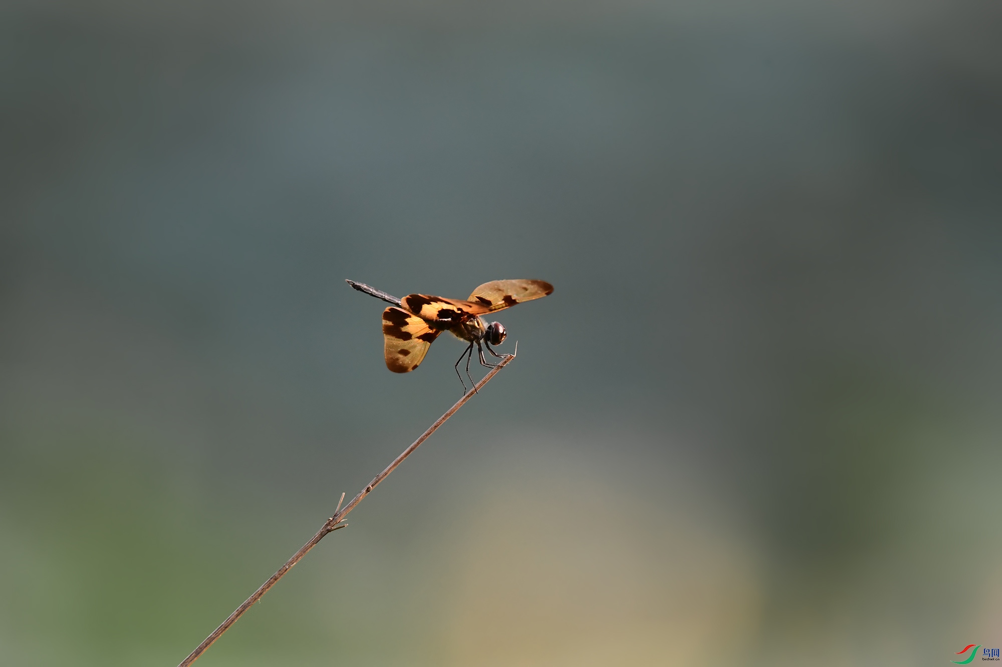 DSC_4304 ����.jpg