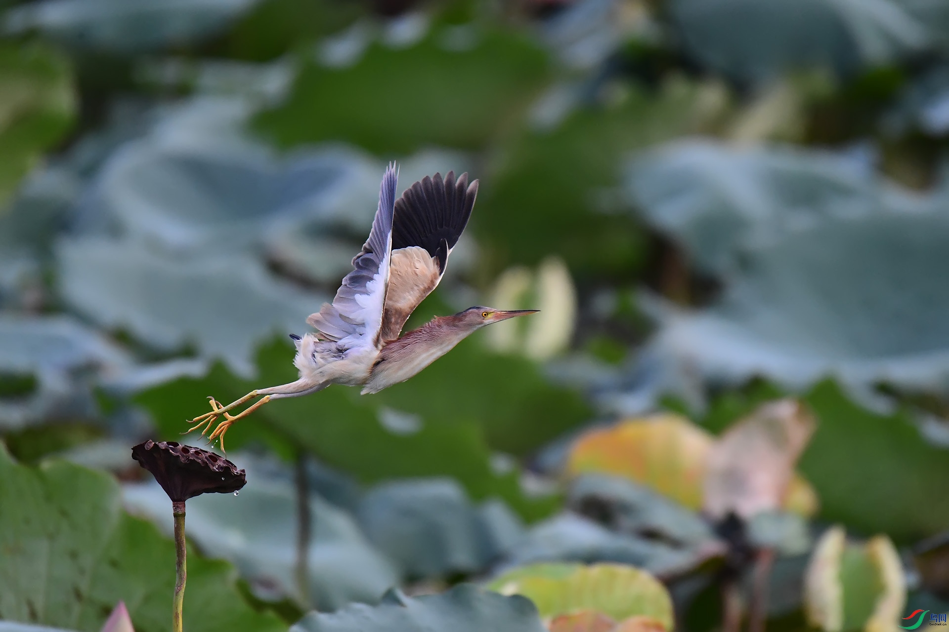 DSC_4010 ����.jpg