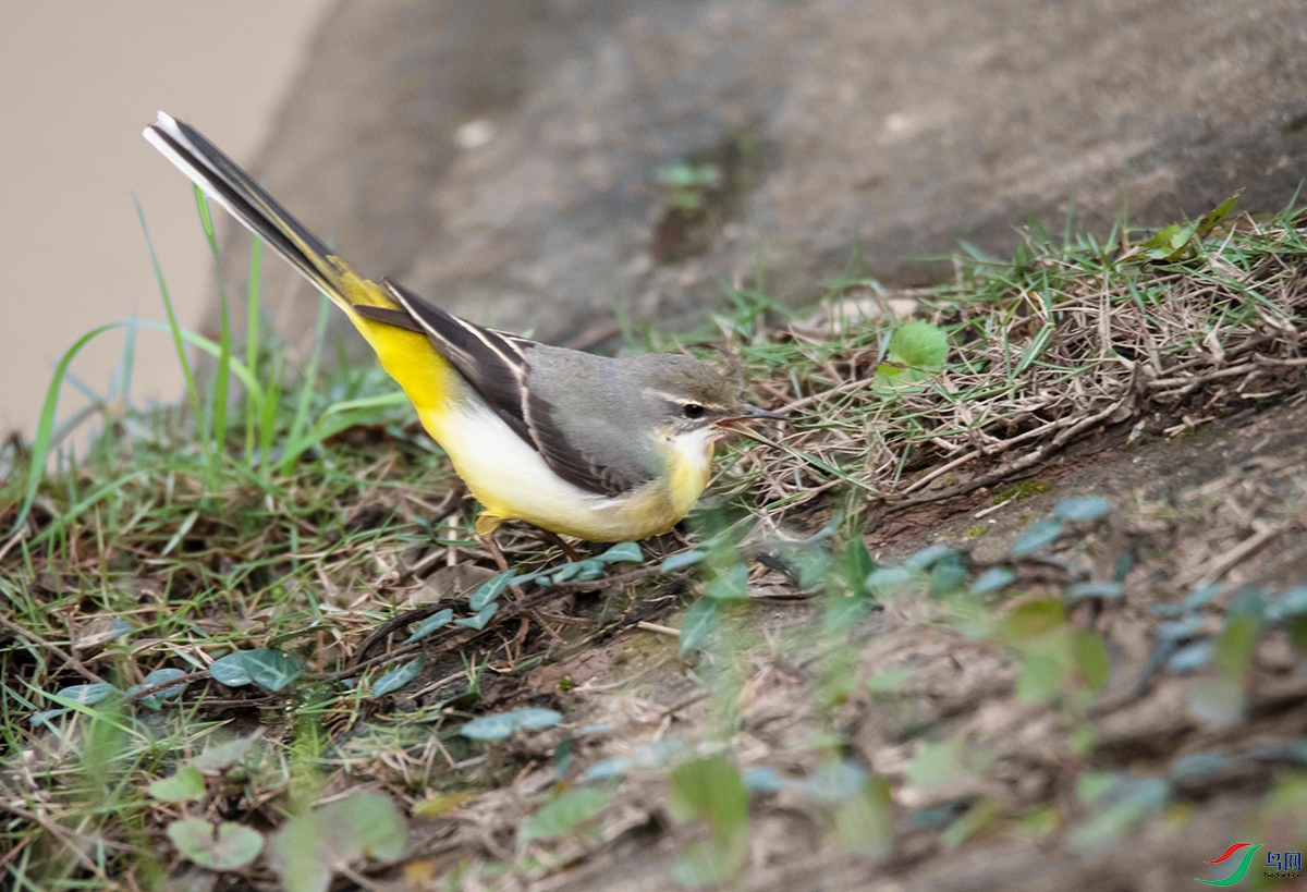DSC_9079().jpg