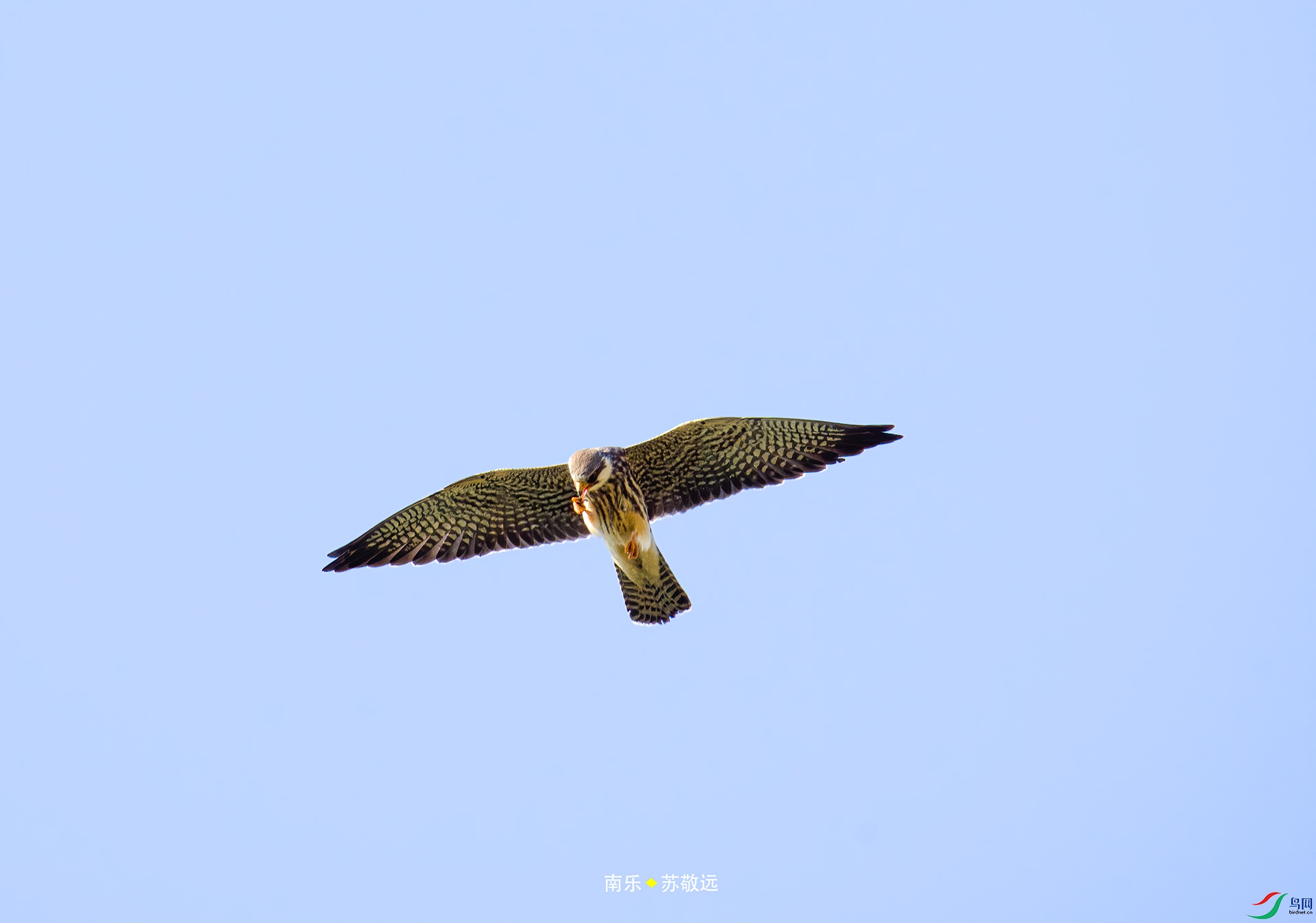 _DSC9554С.jpg
