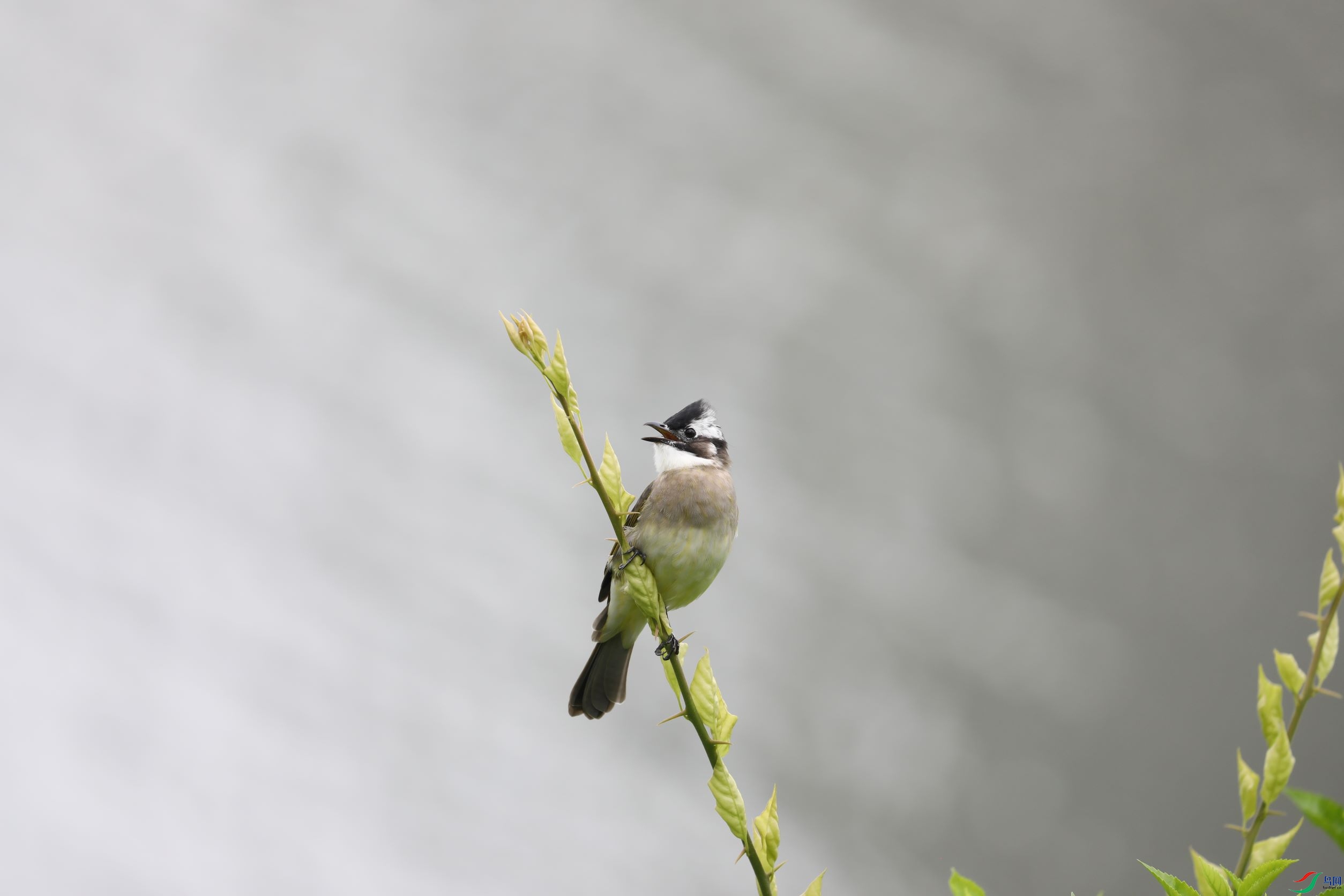 BL7A7088.JPG