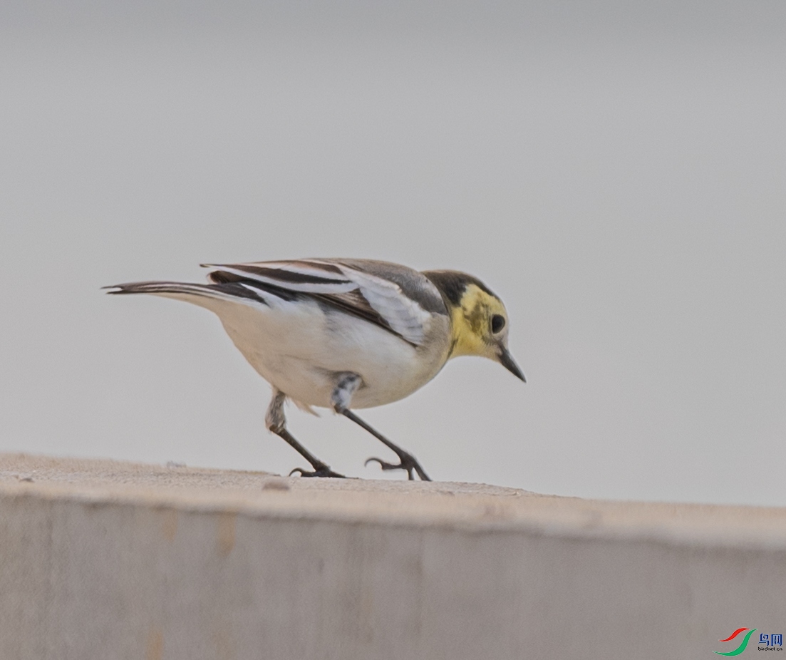 DSC_7460.jpg