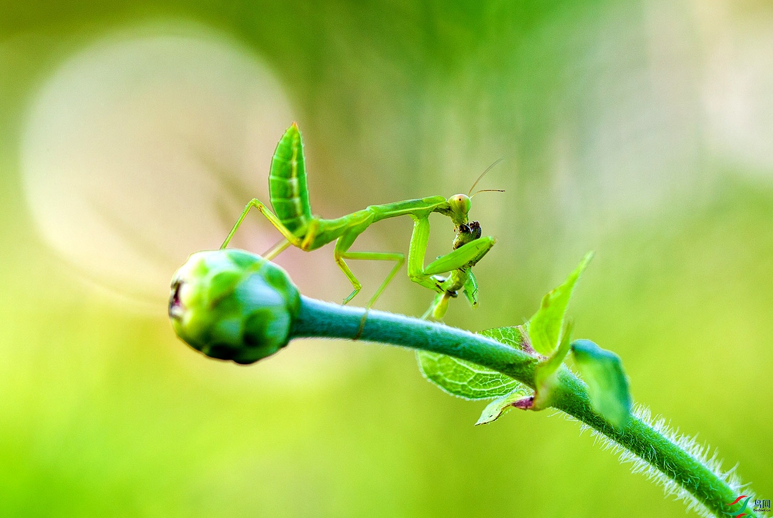 190638a50g19hnv1a00zij (1).jpg