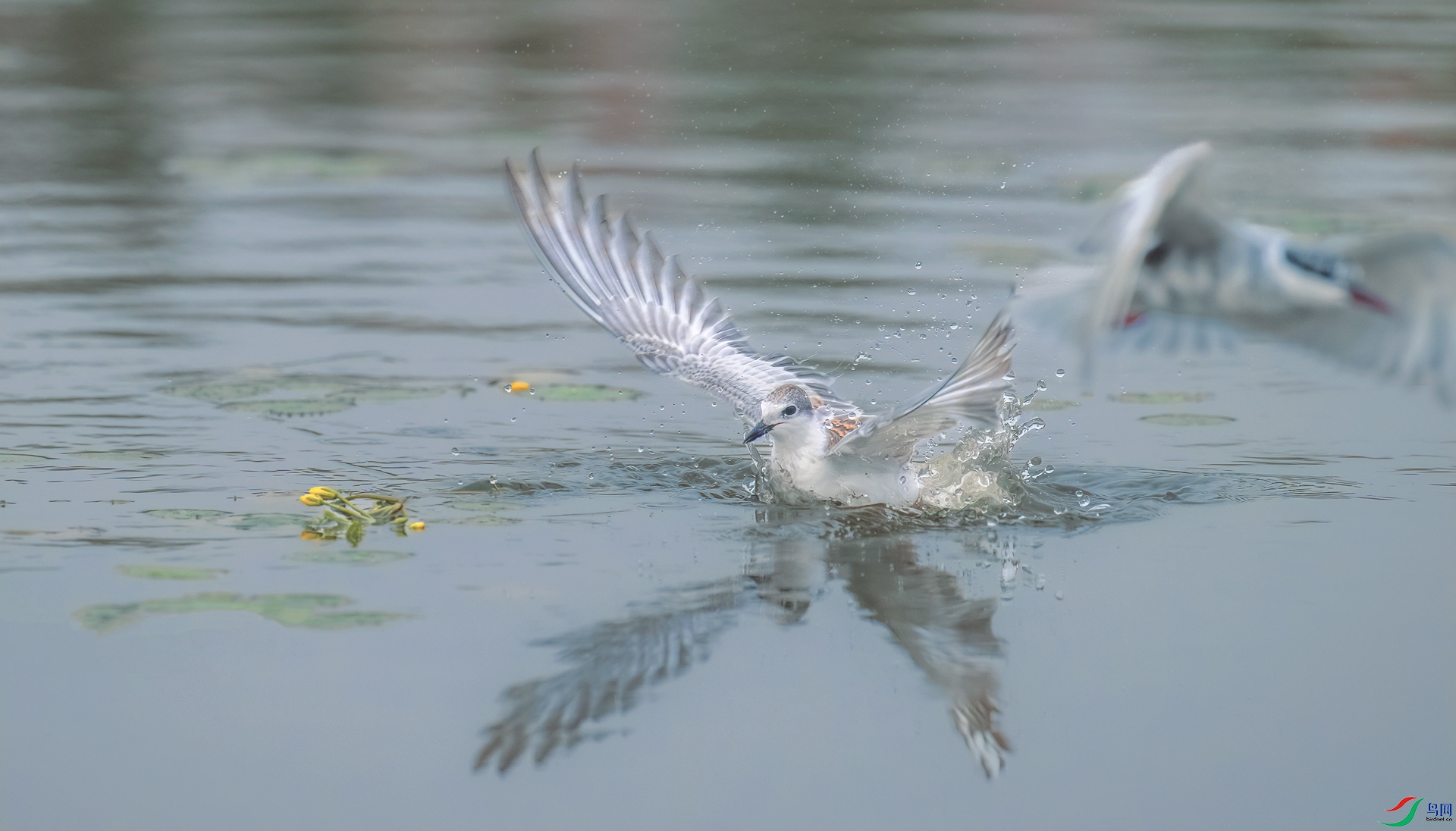 DSC_3252==1w.jpg