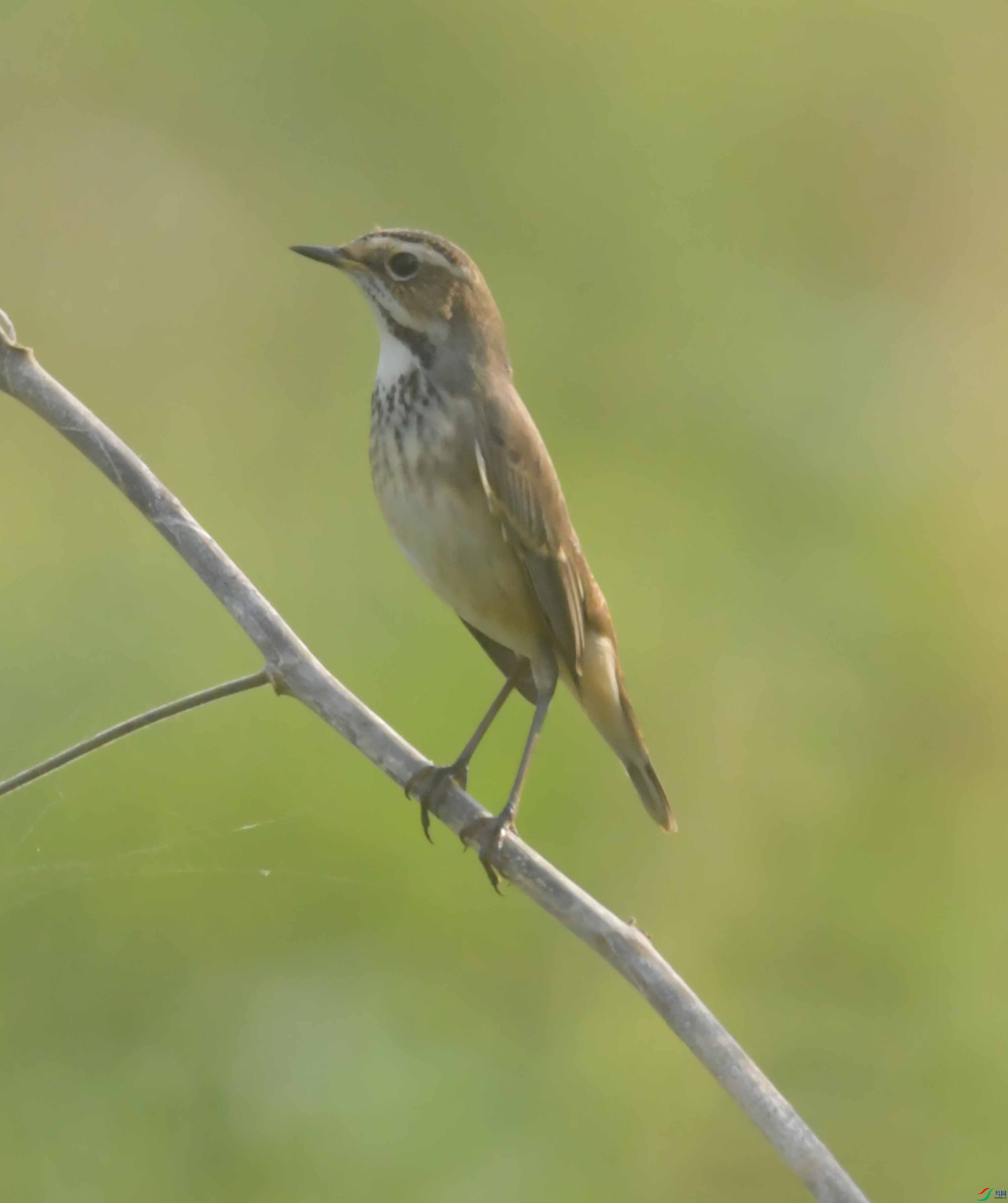 DSC_8194.JPG