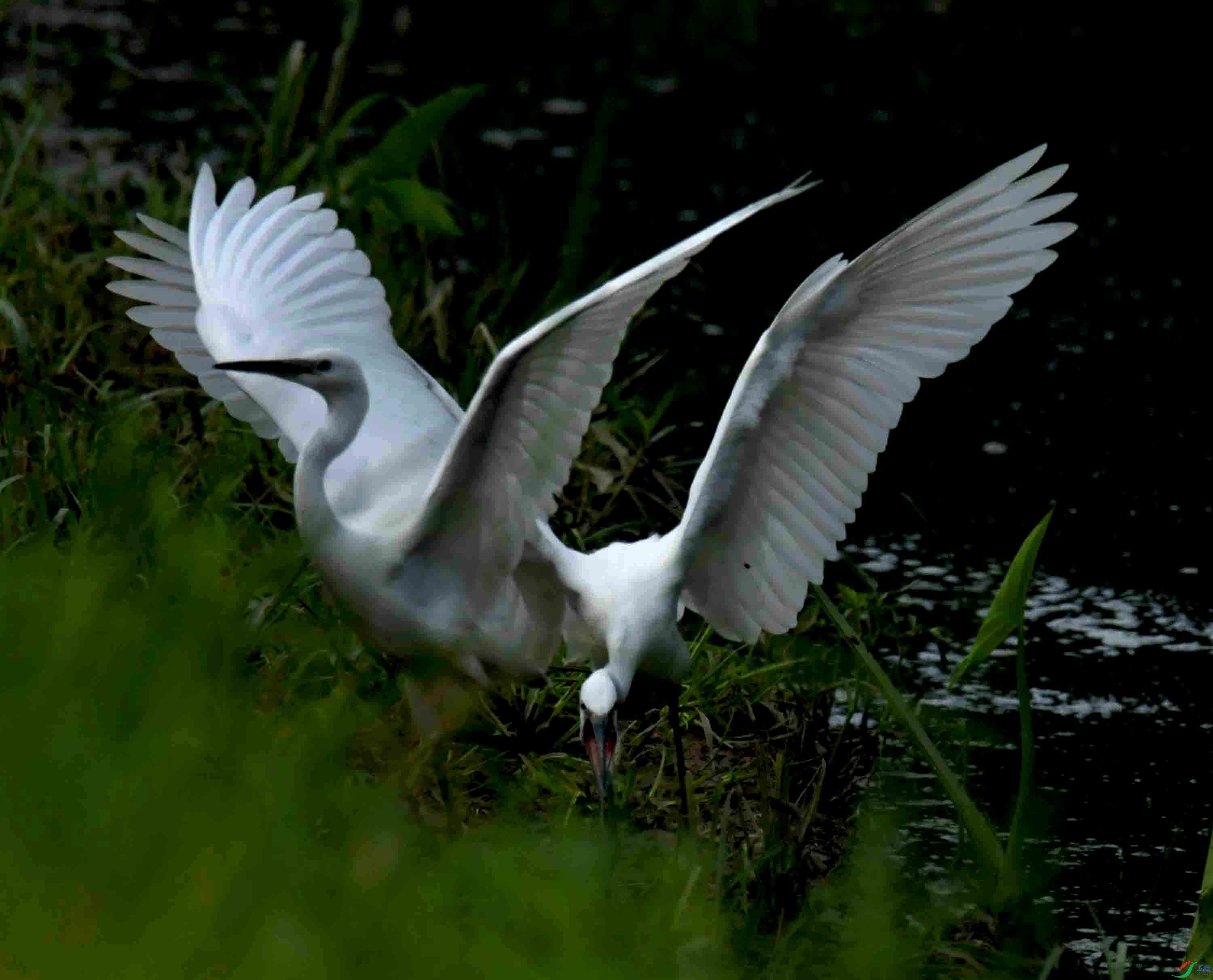 DSC_0041.JPG