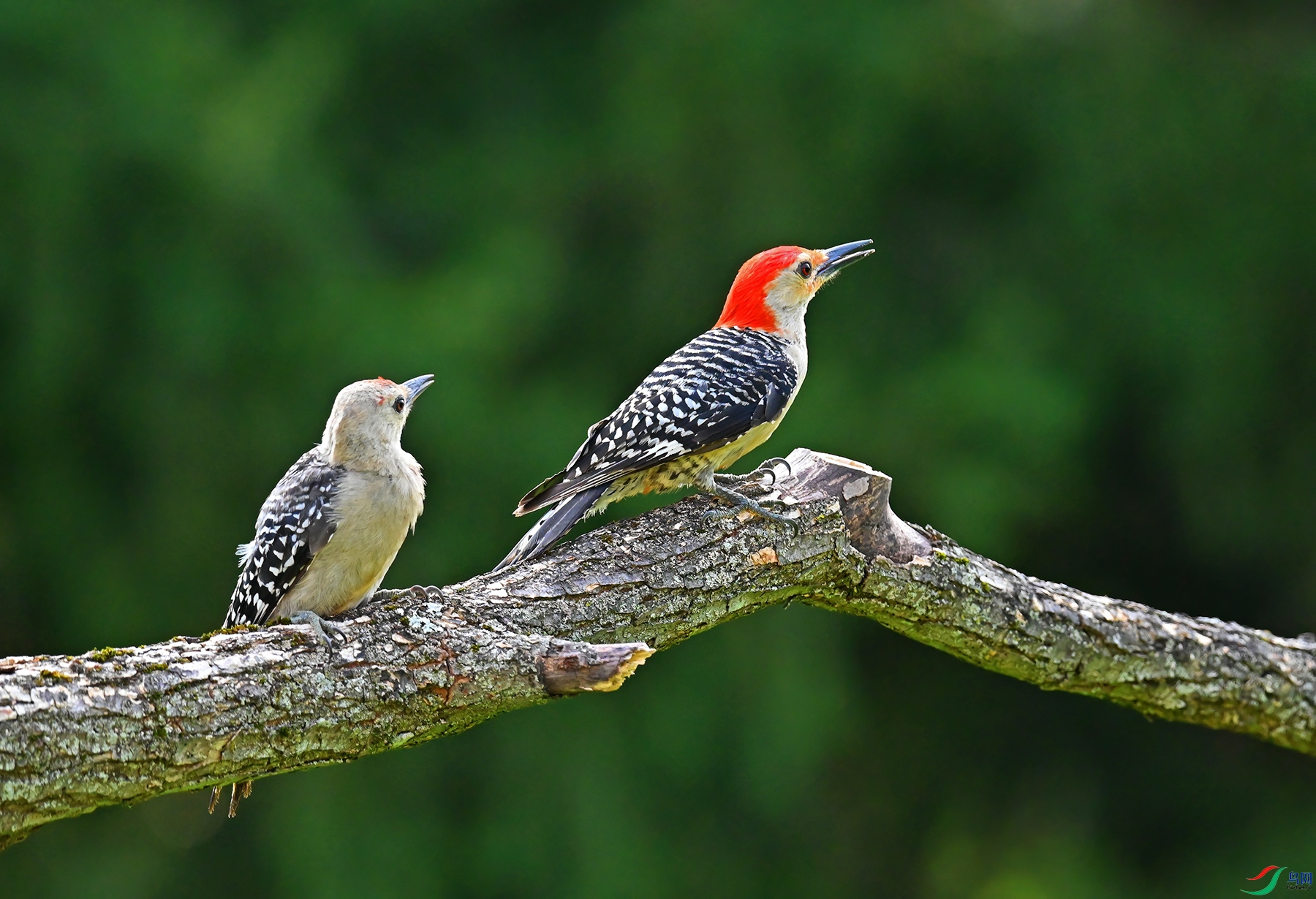 DSC_2218--.jpg
