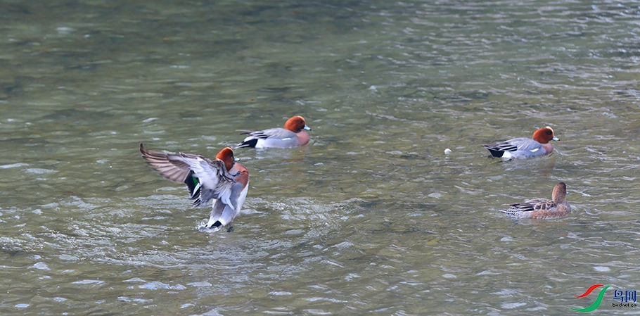 DSC_2923_DxOa.jpg
