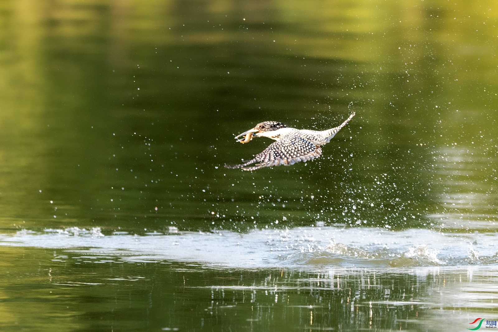 DSC_9881.jpg