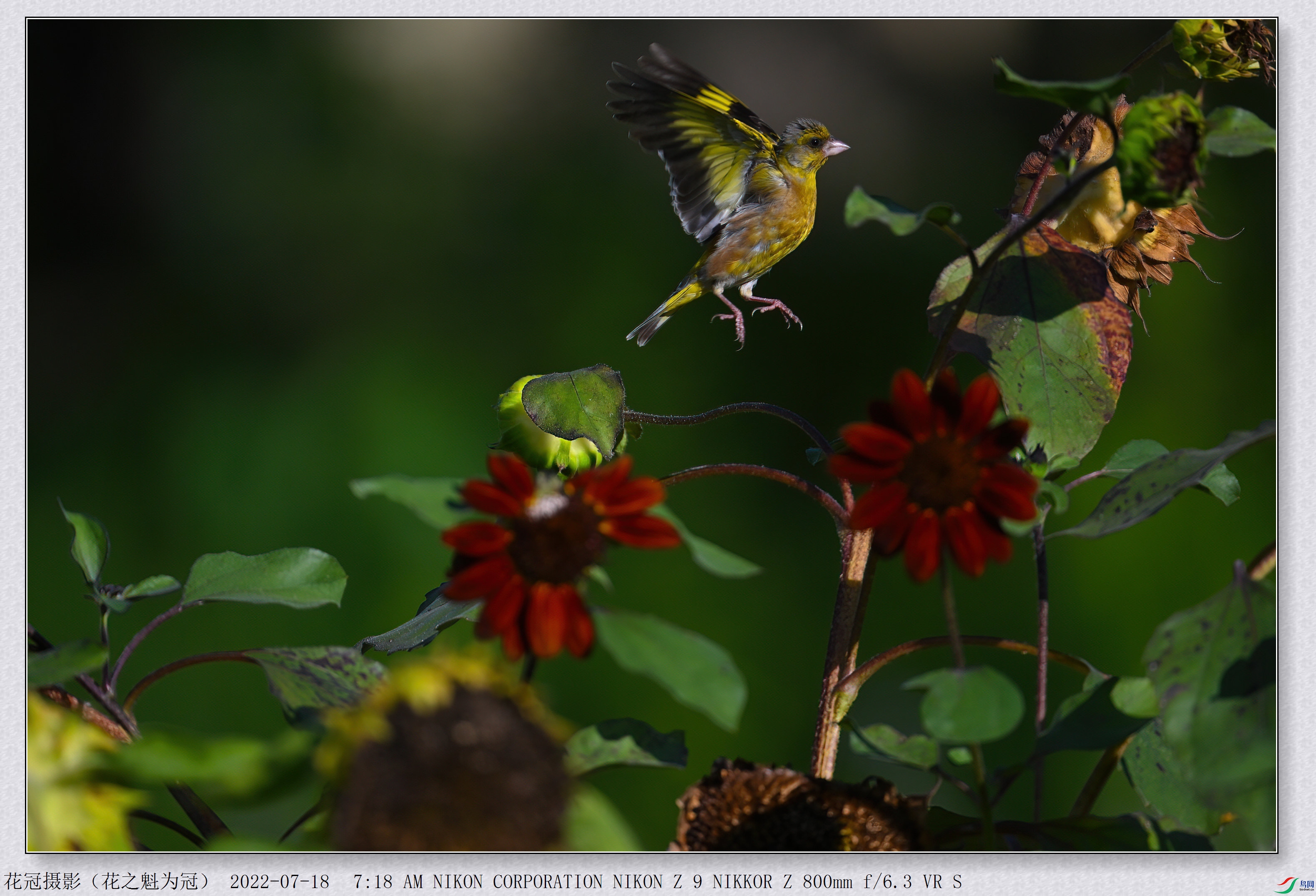 DSC_3628B-1-DeNoiseAI-low-light_����.jpg