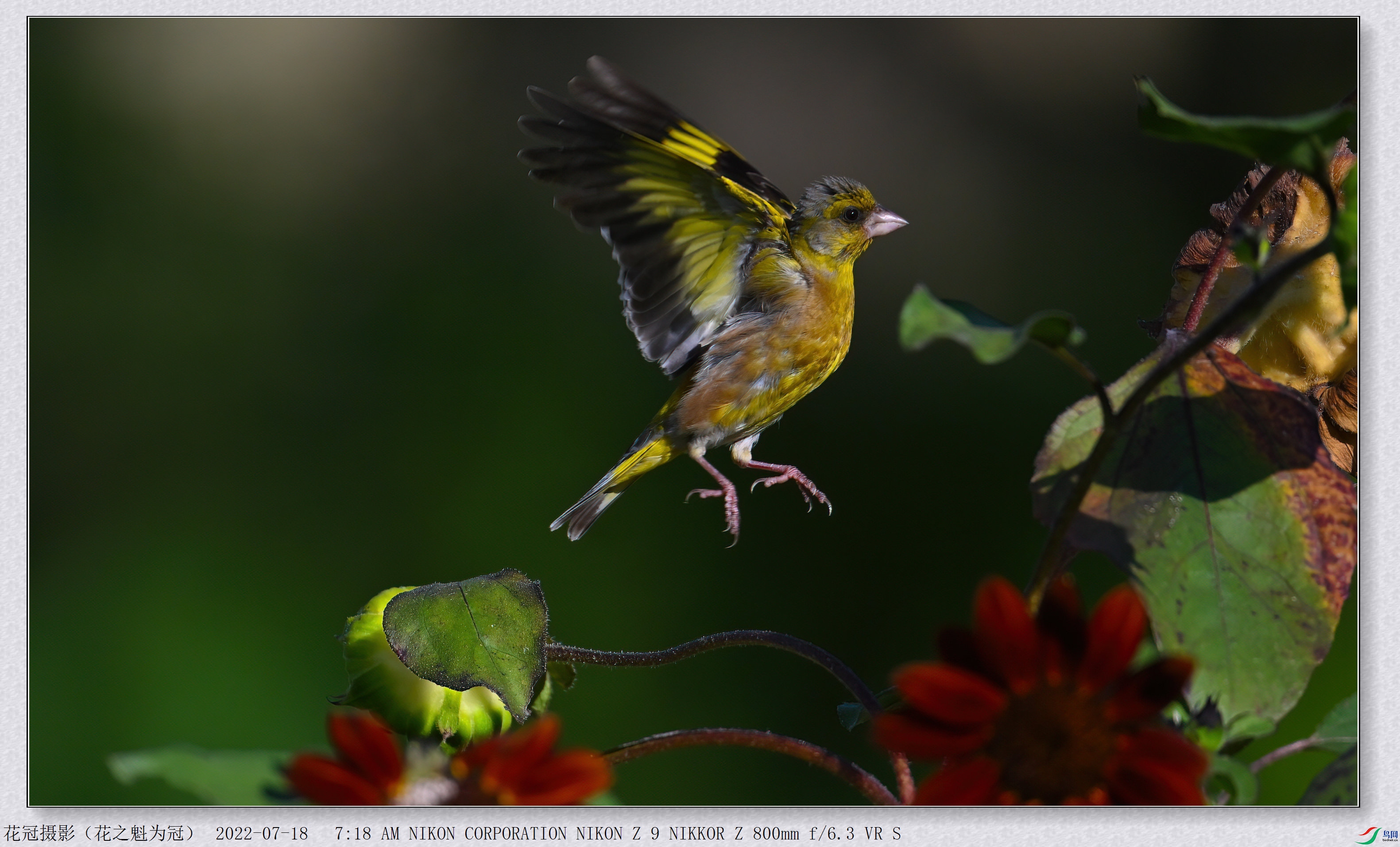 DSC_3628B-2-DeNoiseAI-low-light_����.jpg