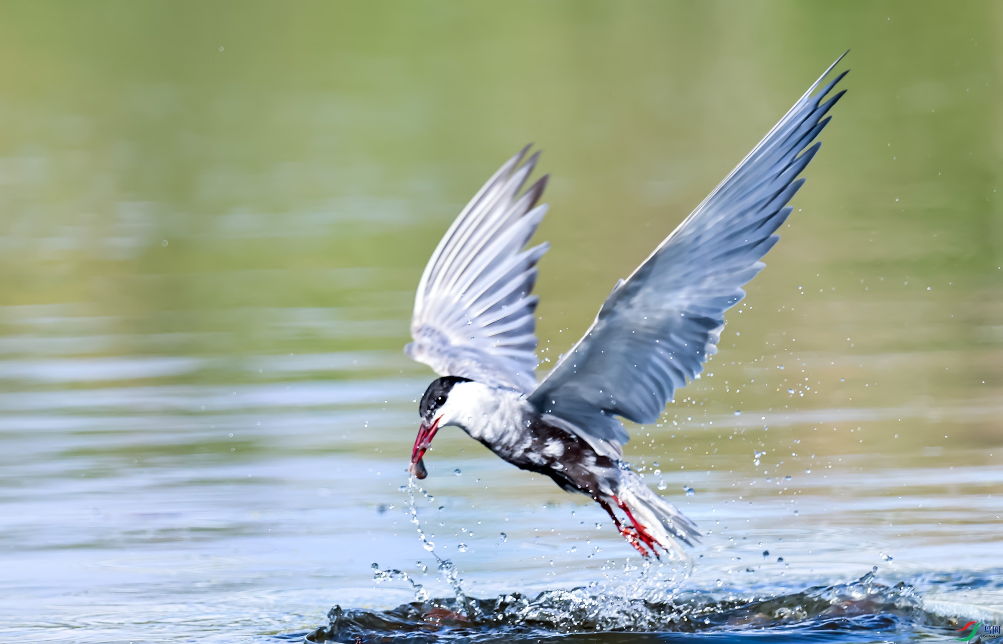 0K6A1911 ����.jpg